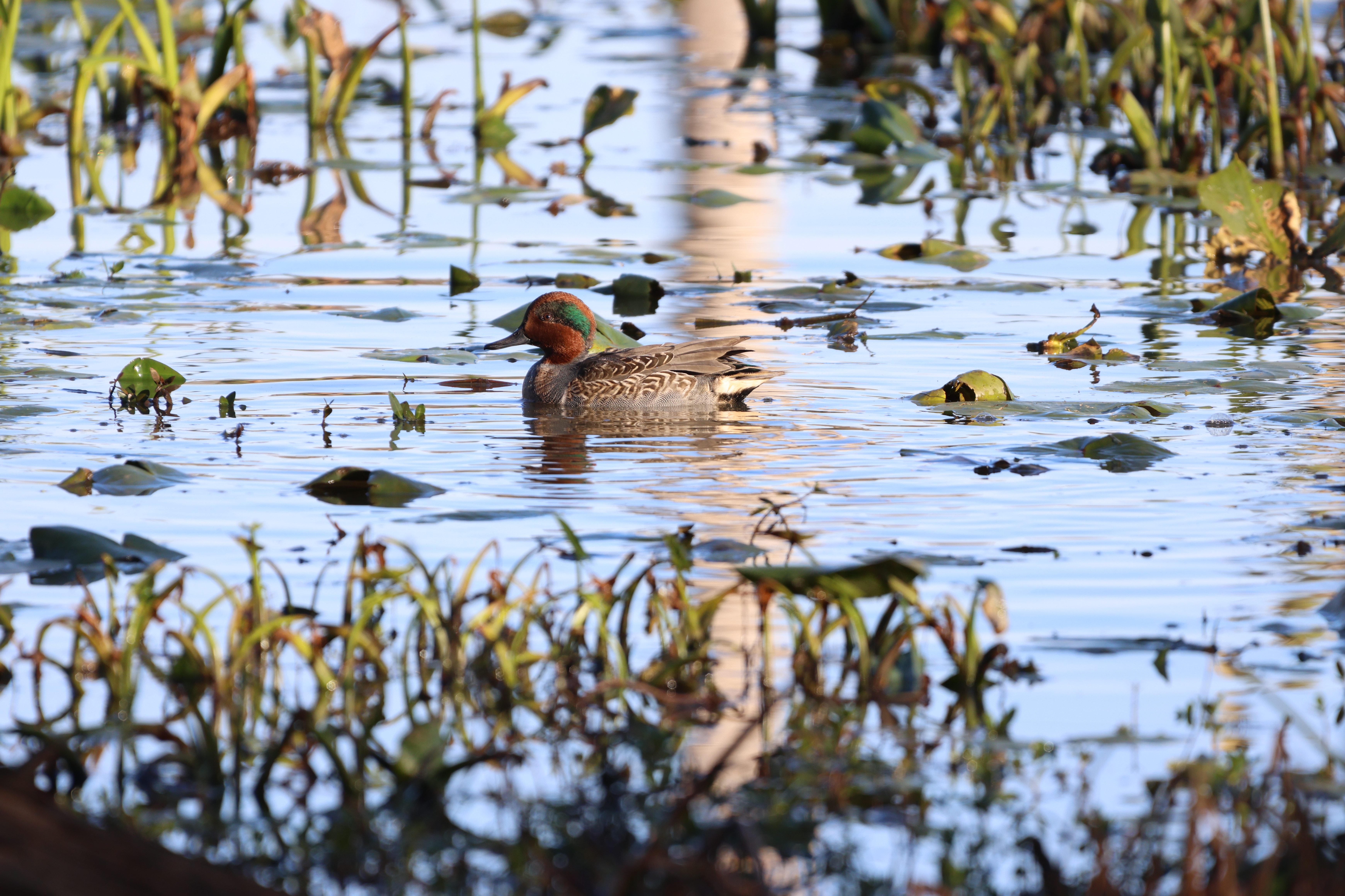 Green-winged Teal
