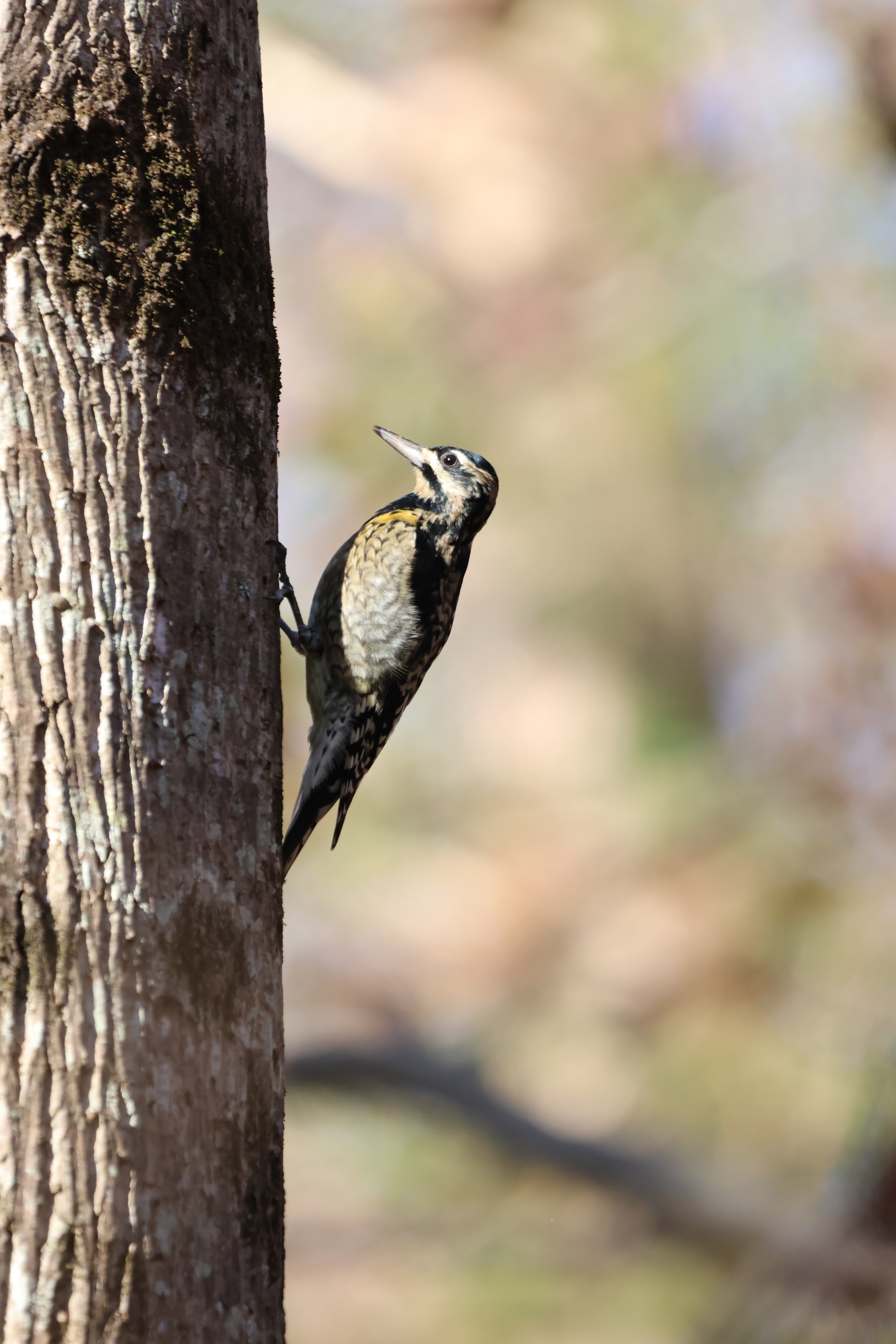 Yellow-bellied Sapsucker