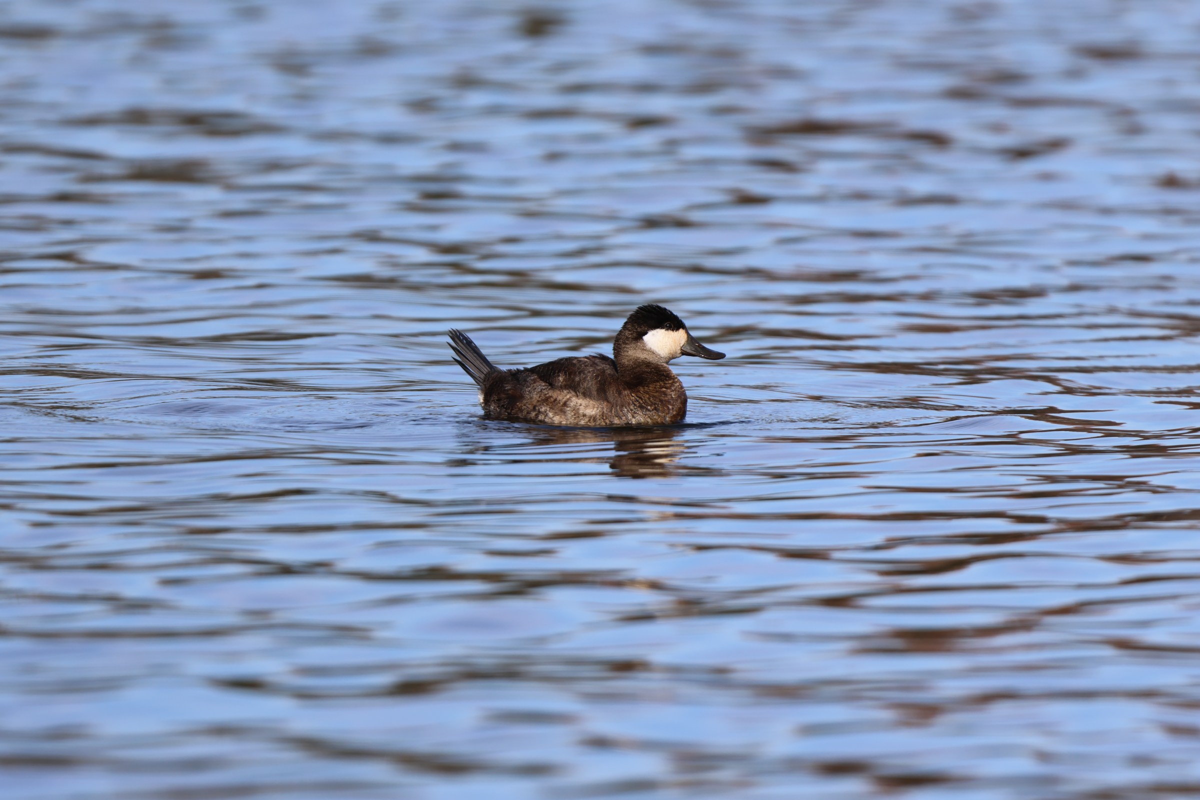 Ruddy Duck