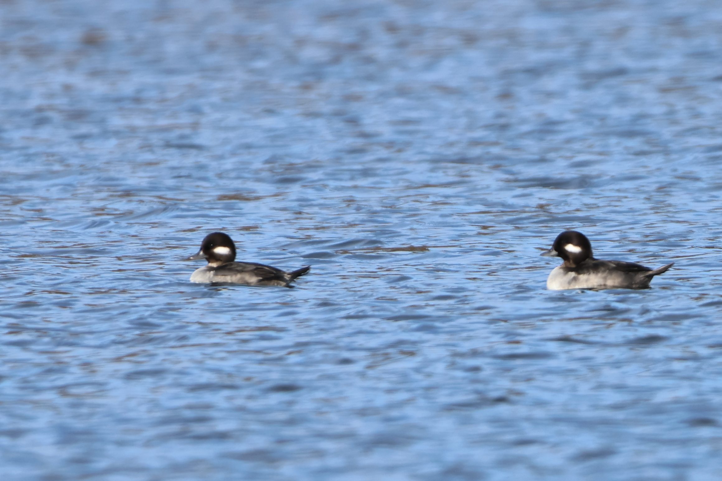 Bufflehead