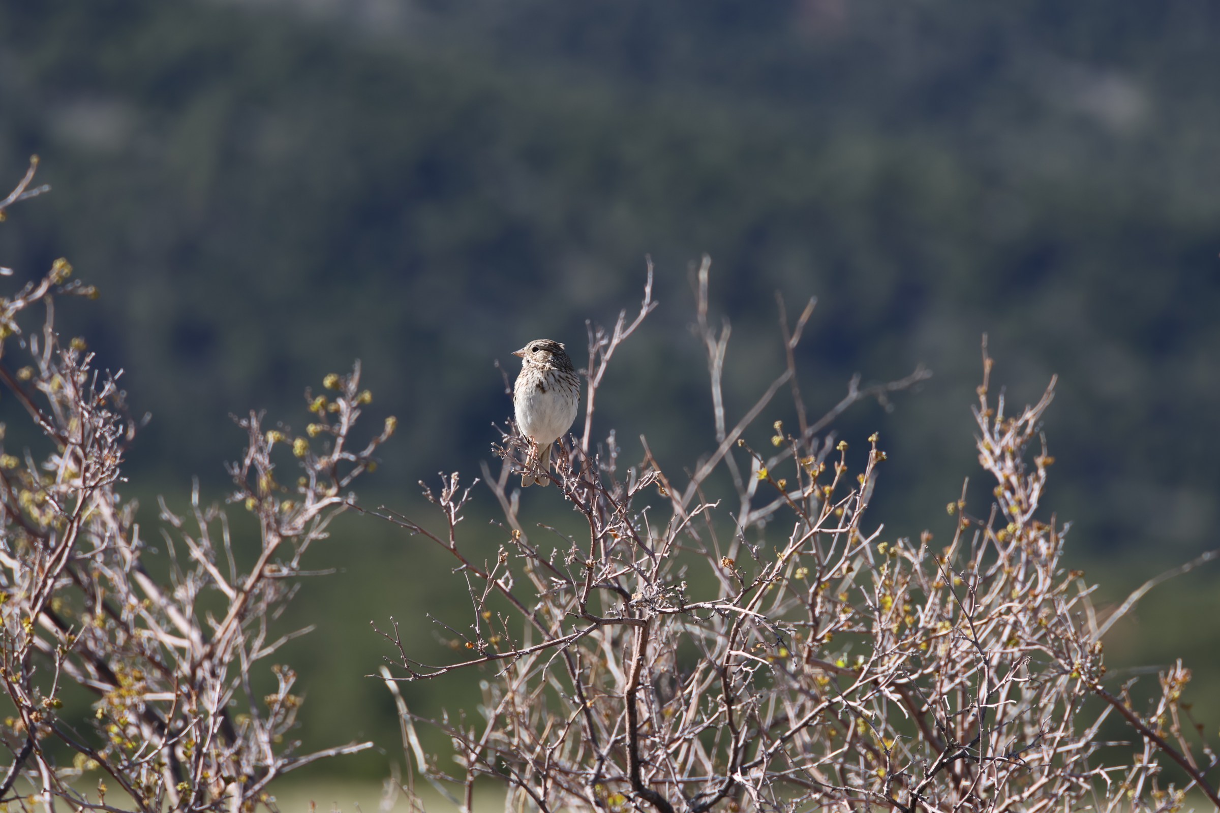 Vesper Sparrow
