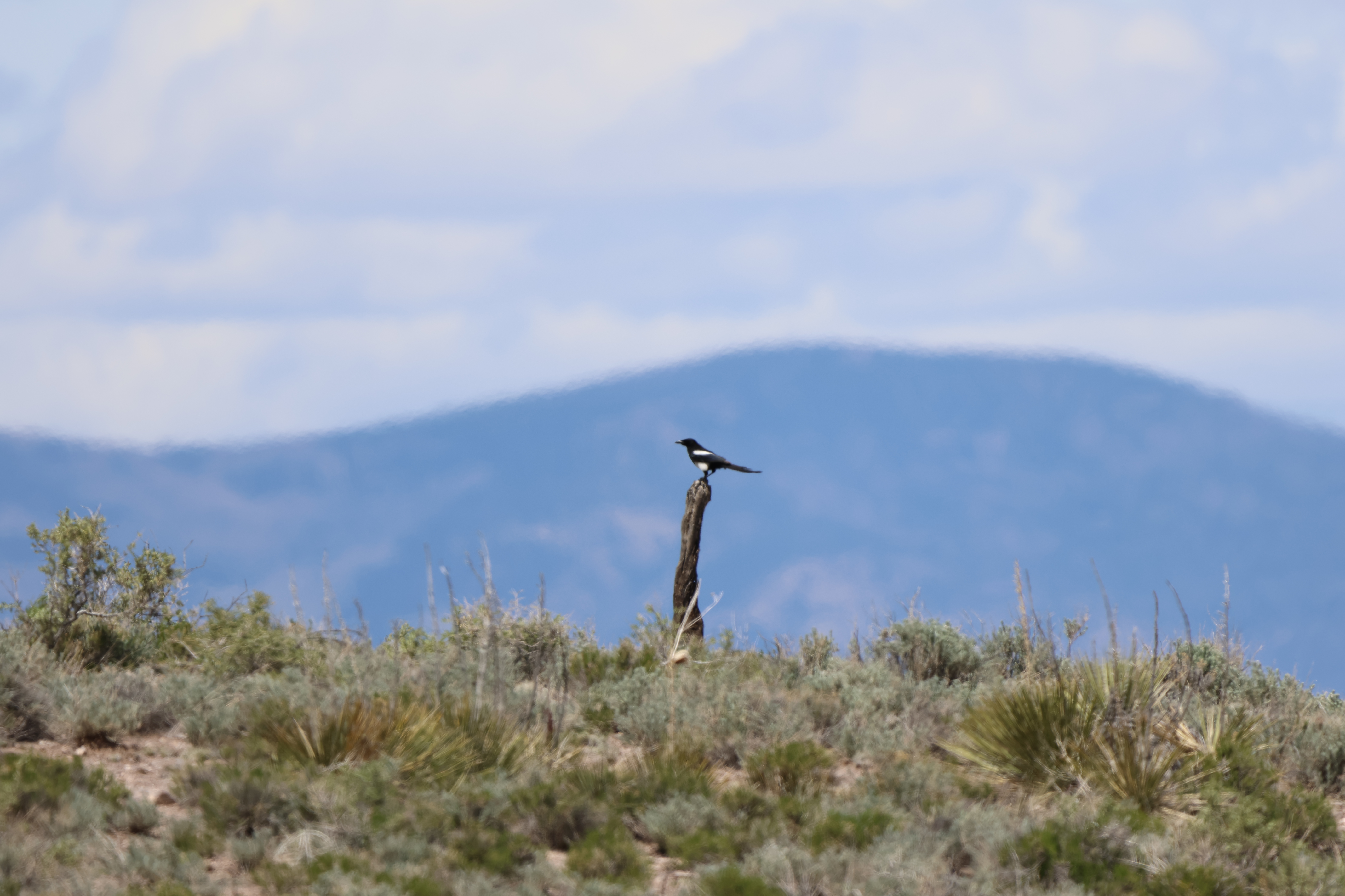 Black-billed Magpie