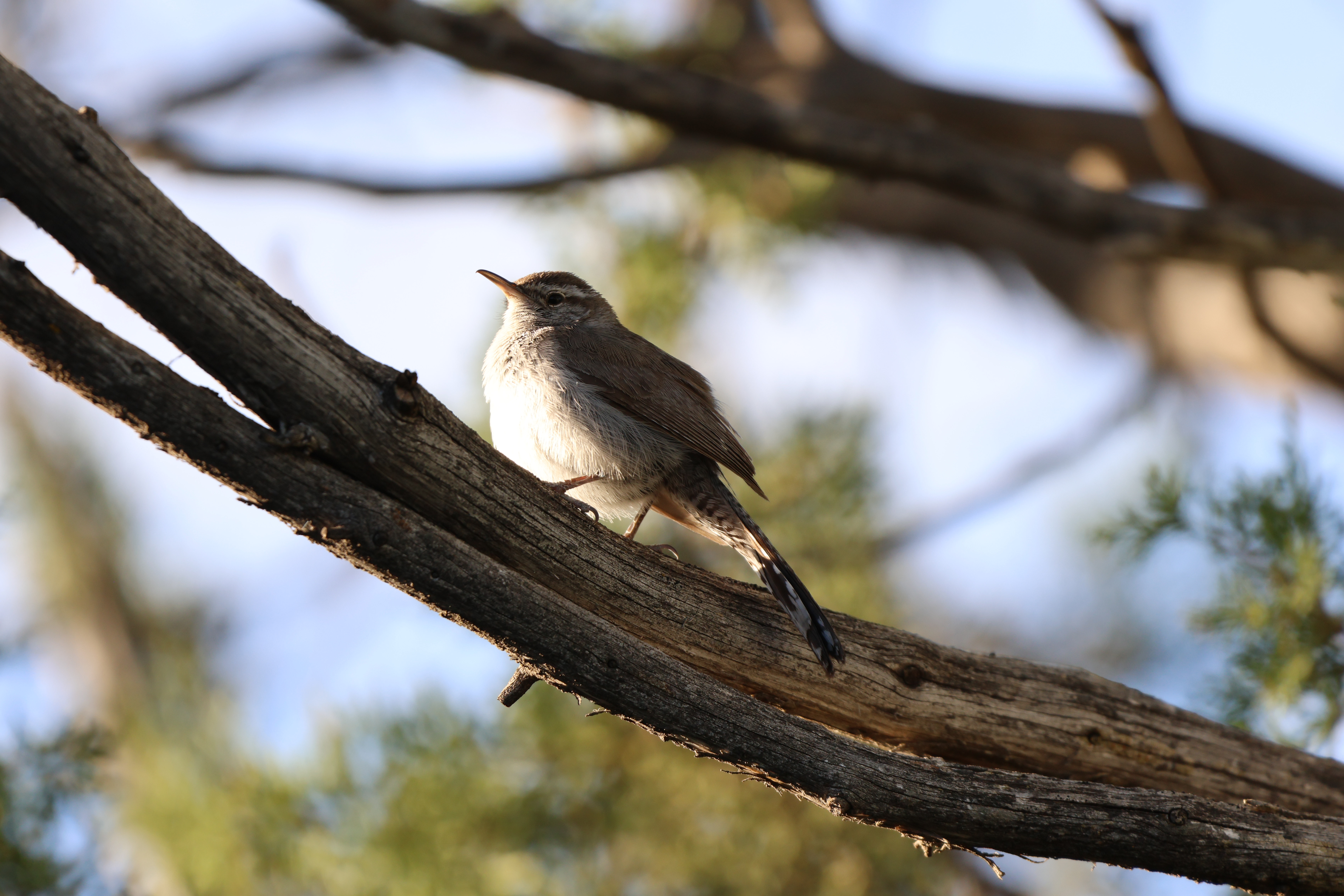 Bewick’s Wren