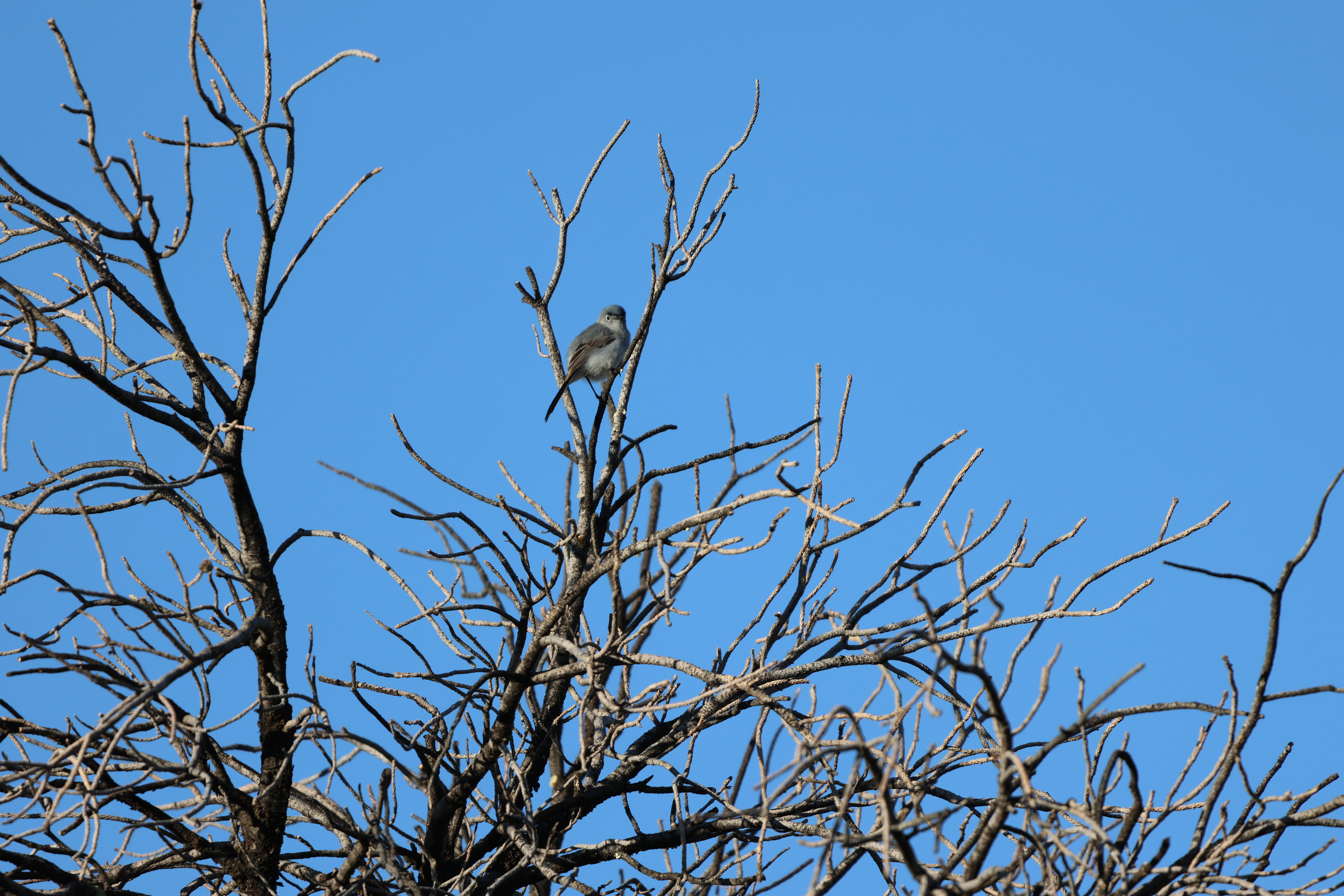 Blue-gray Gnatcatcher