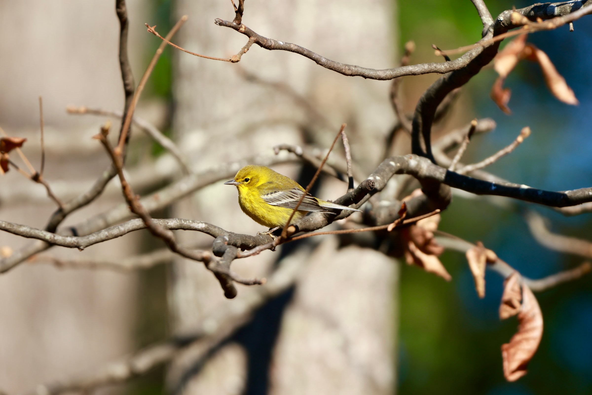 Pine Warbler