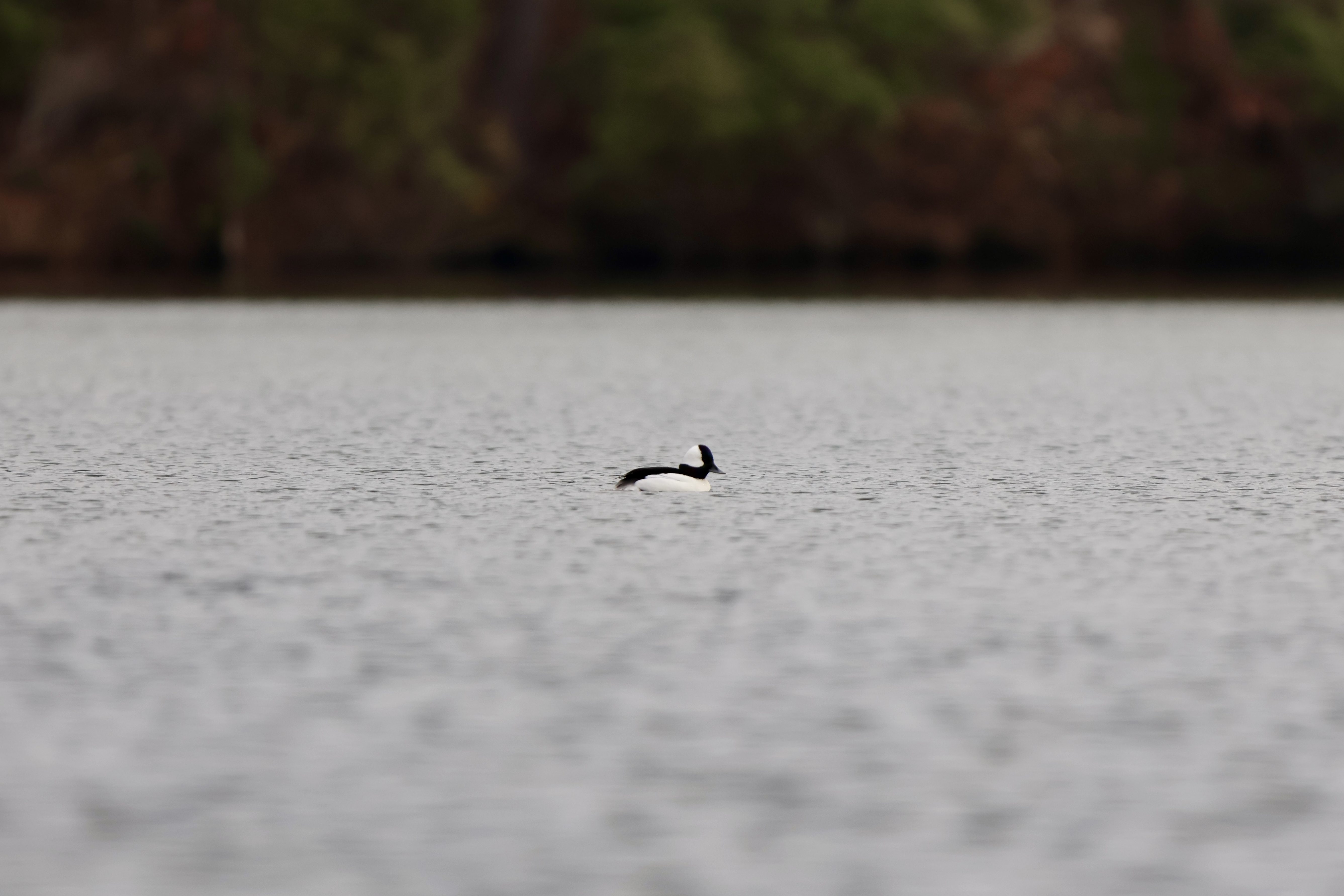 Bufflehead