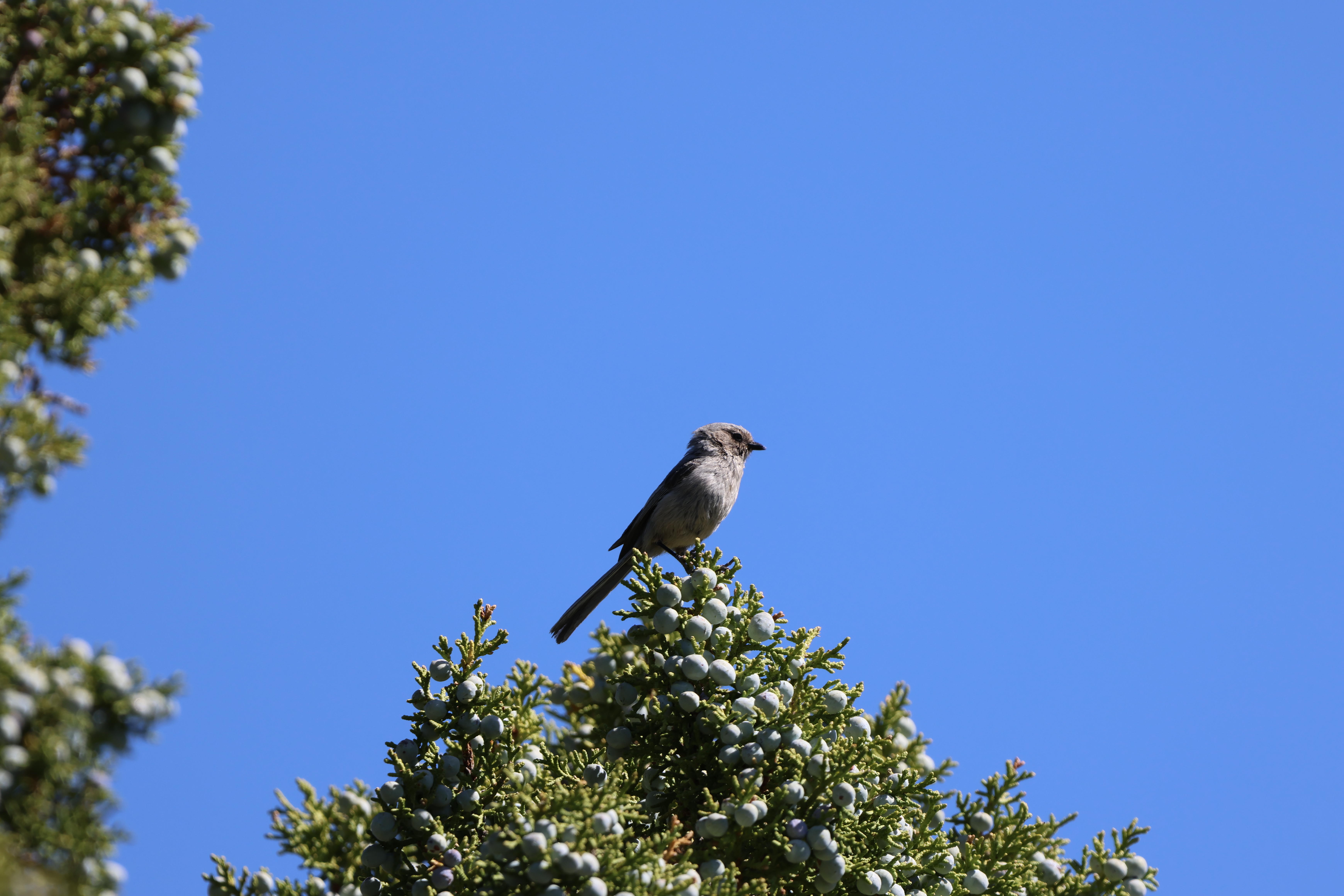 Bushtit