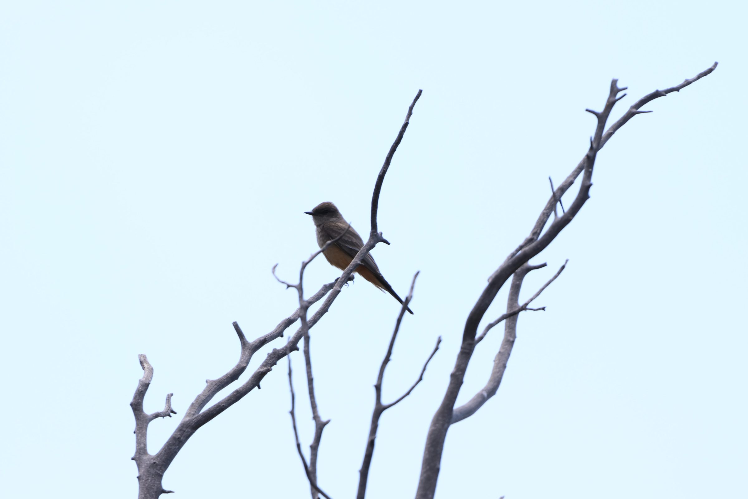 Say’s Phoebe