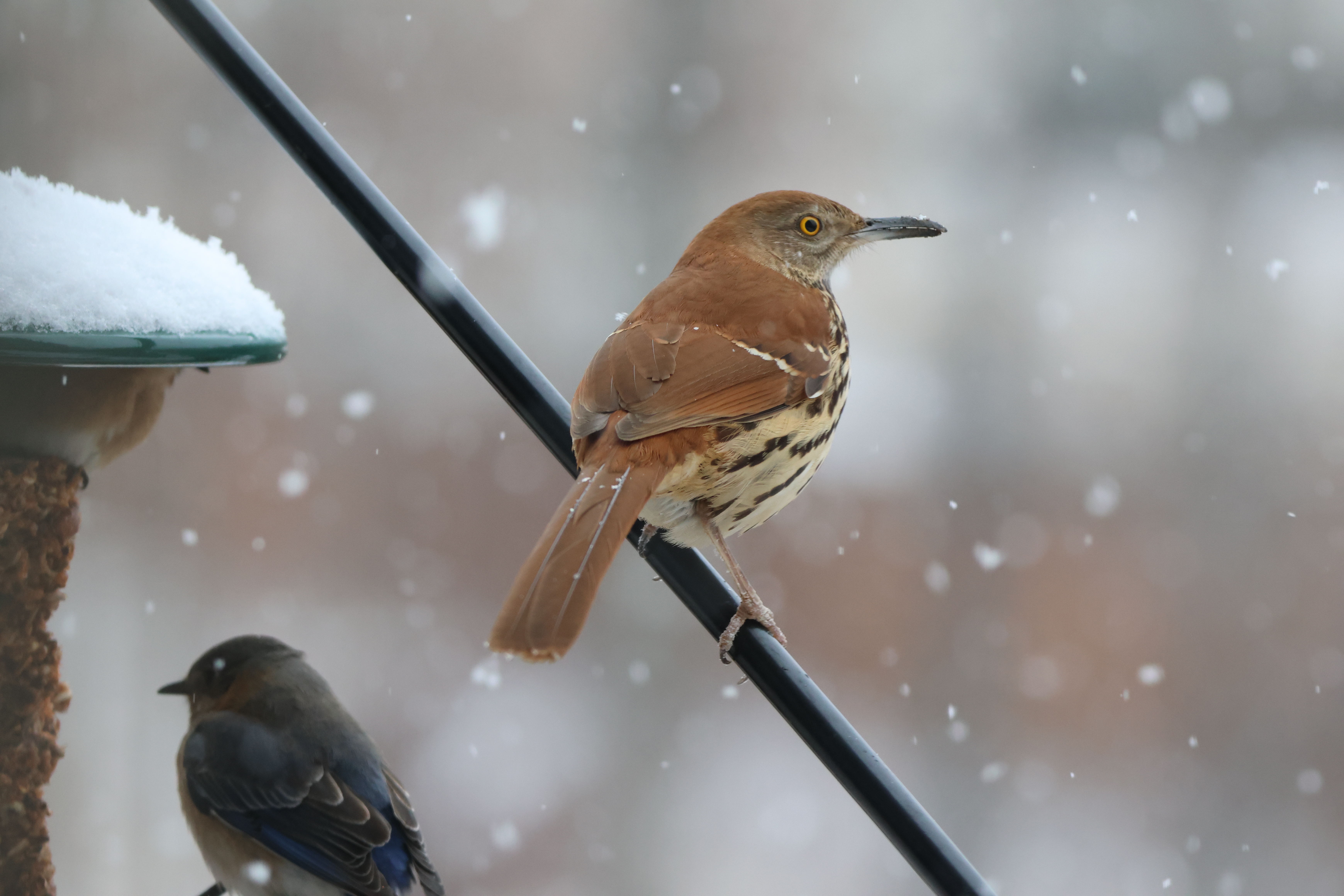 Brown Thrasher
