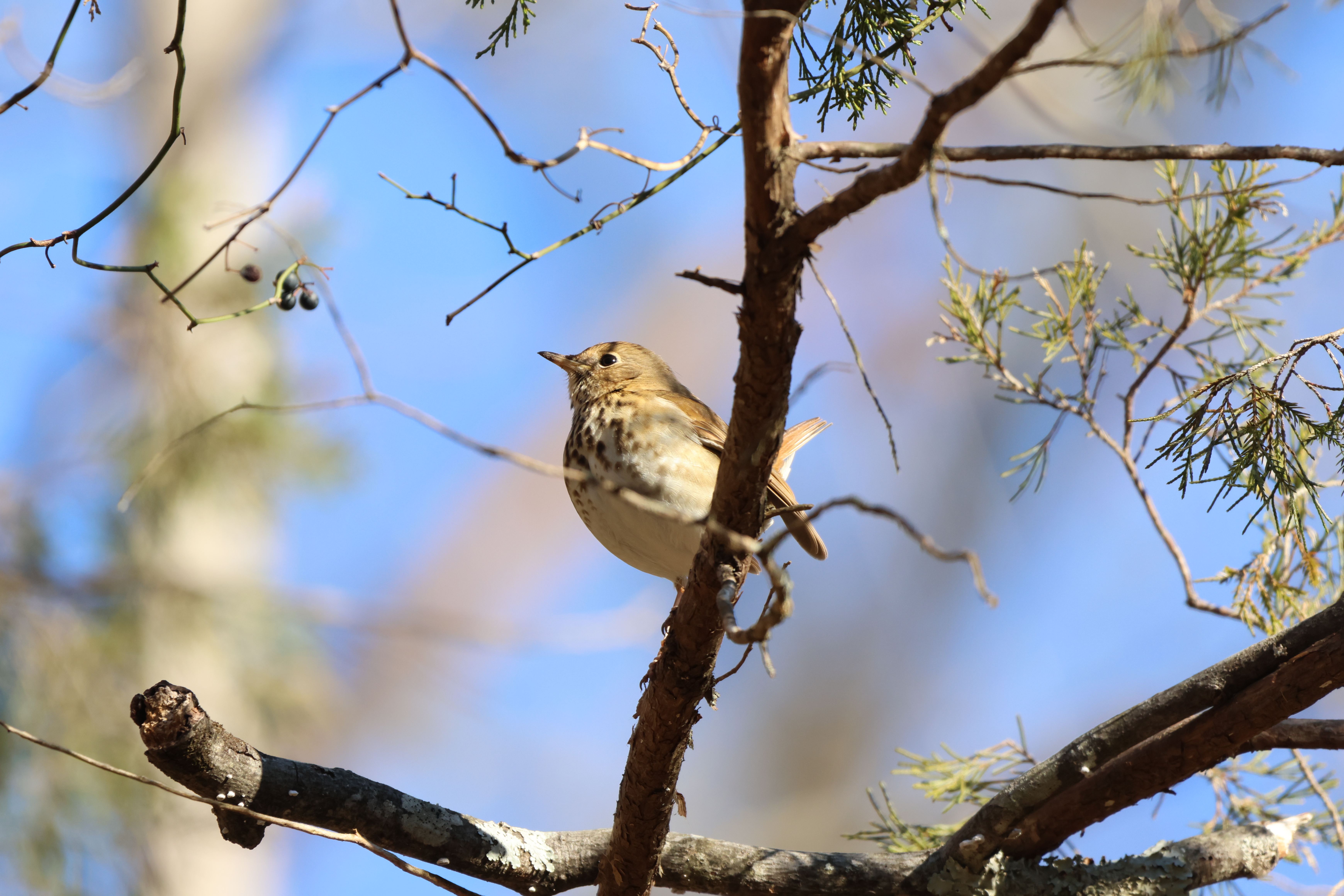 Hermit Thrush