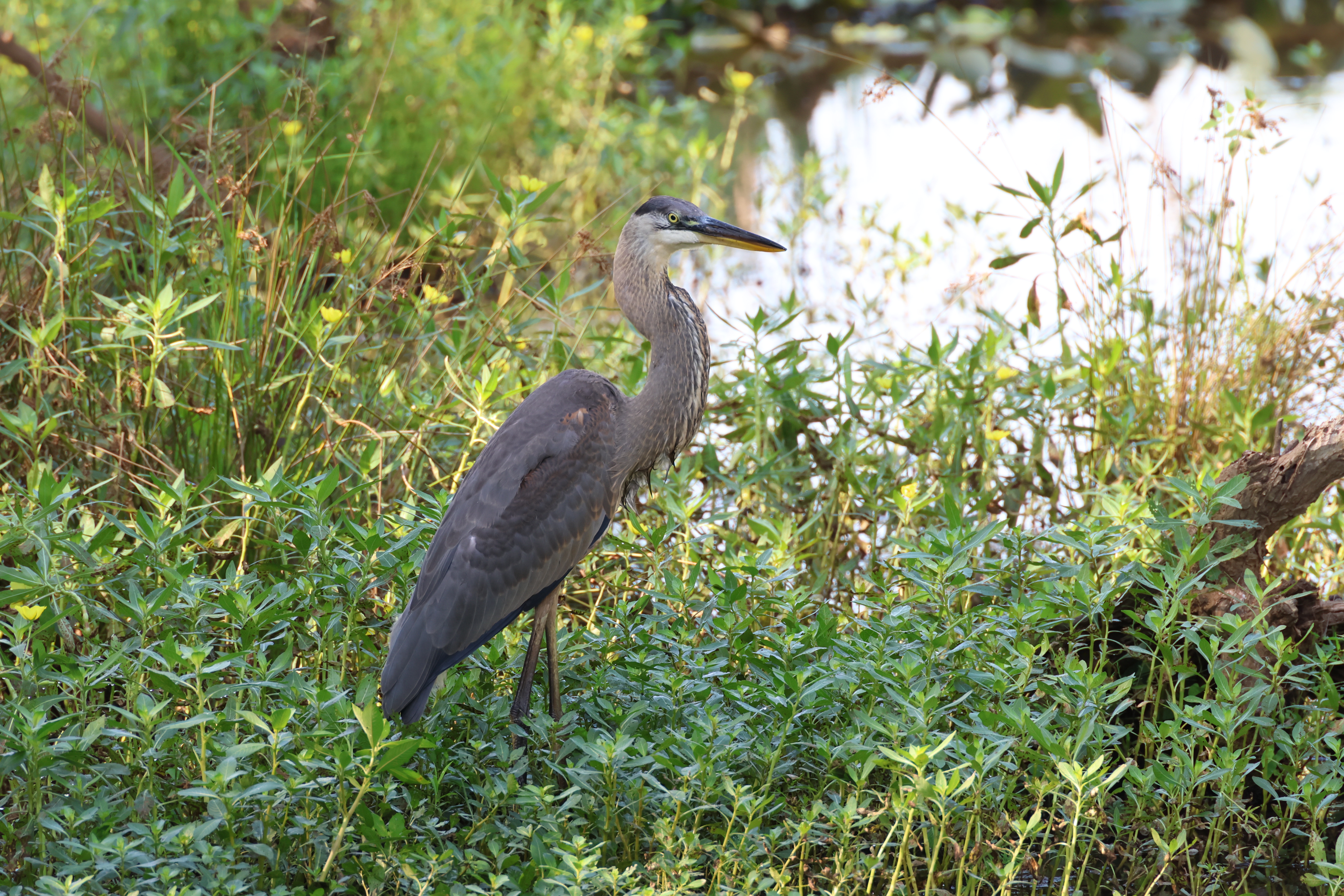 Great Blue Heron
