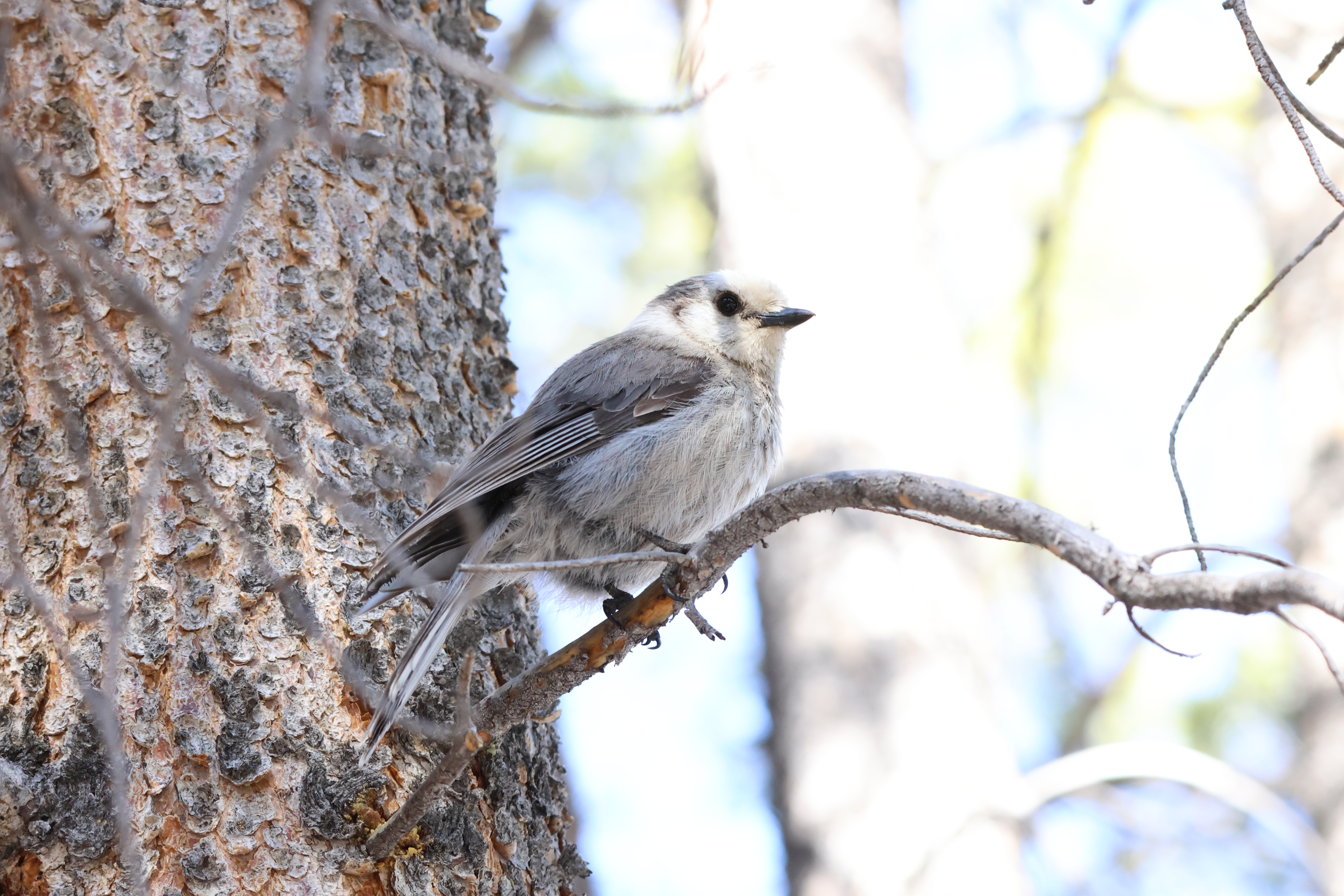 Canada Jay