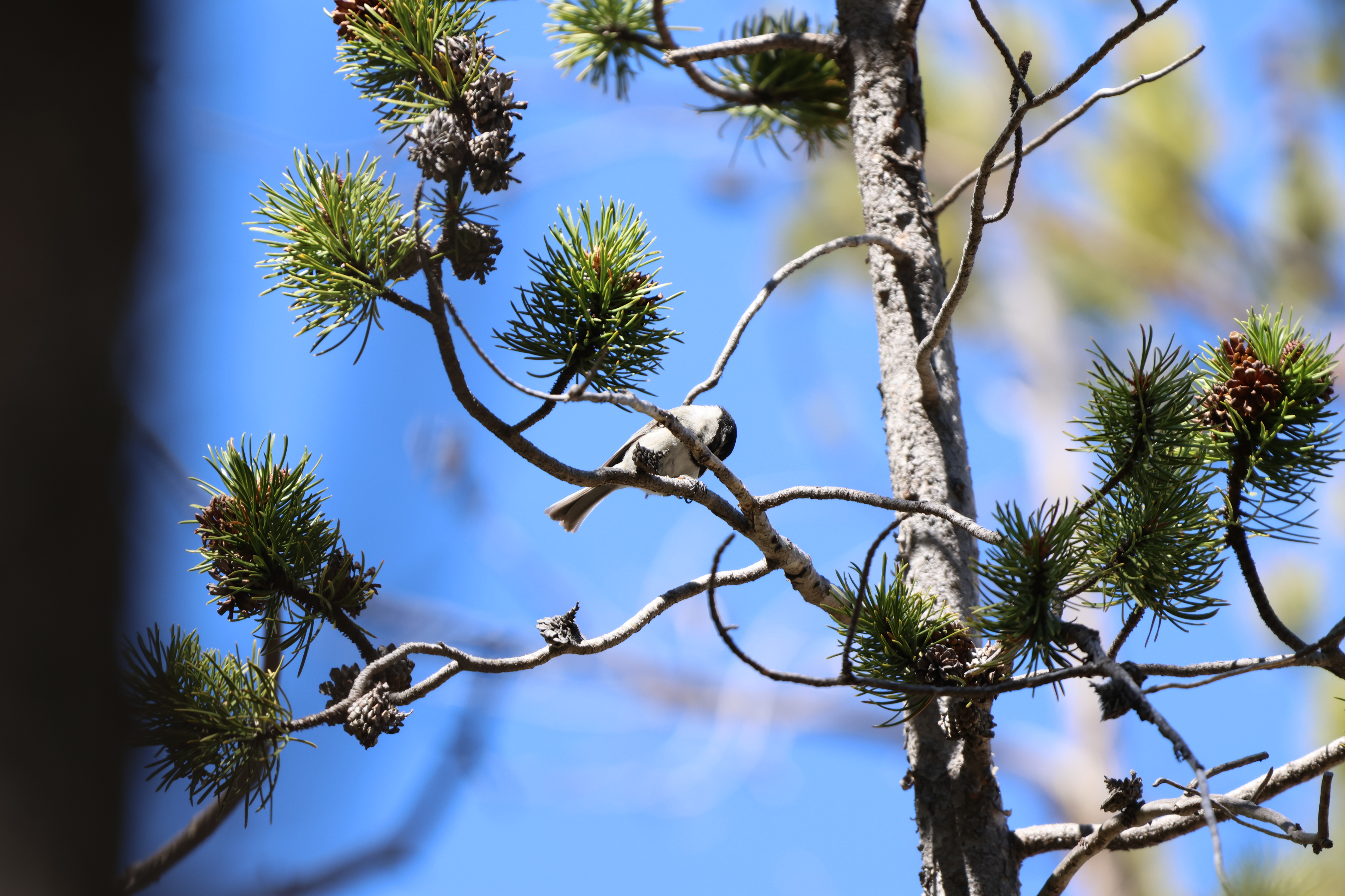 Mountain Chickadee