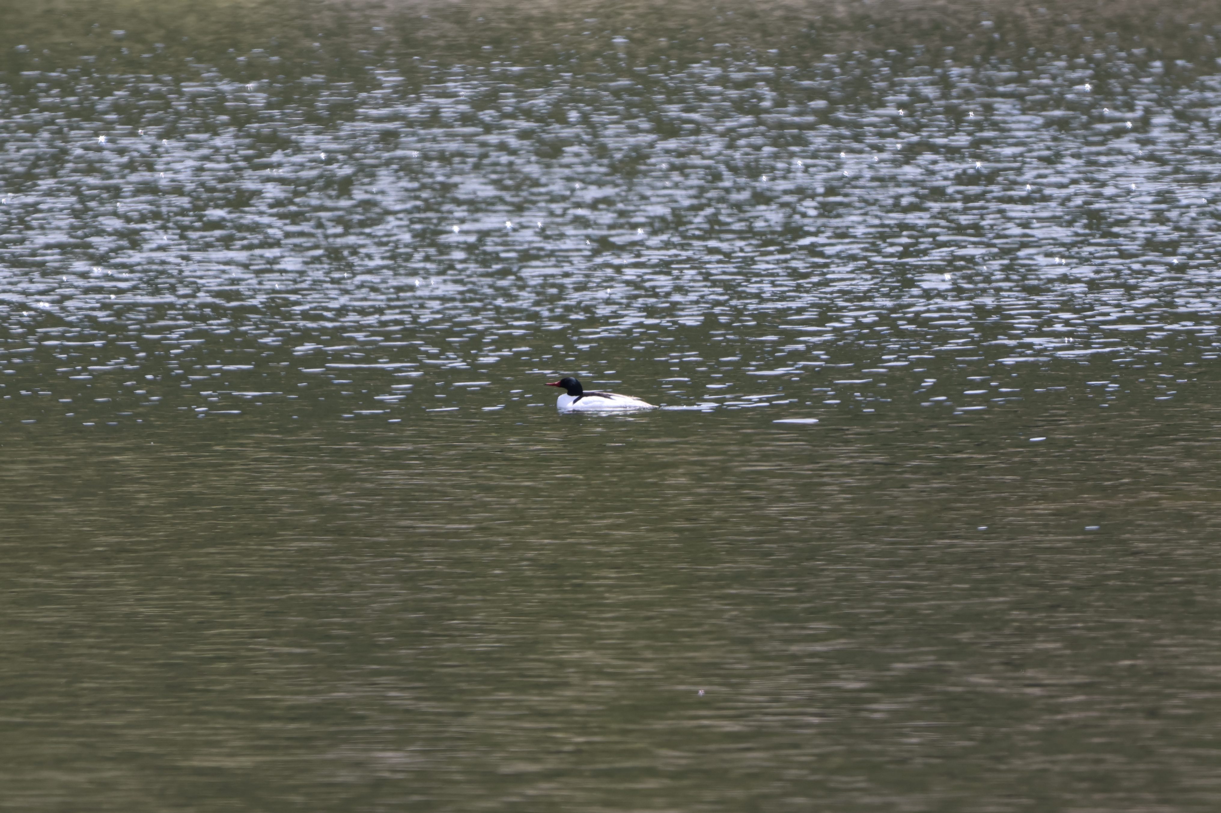 Common Merganser