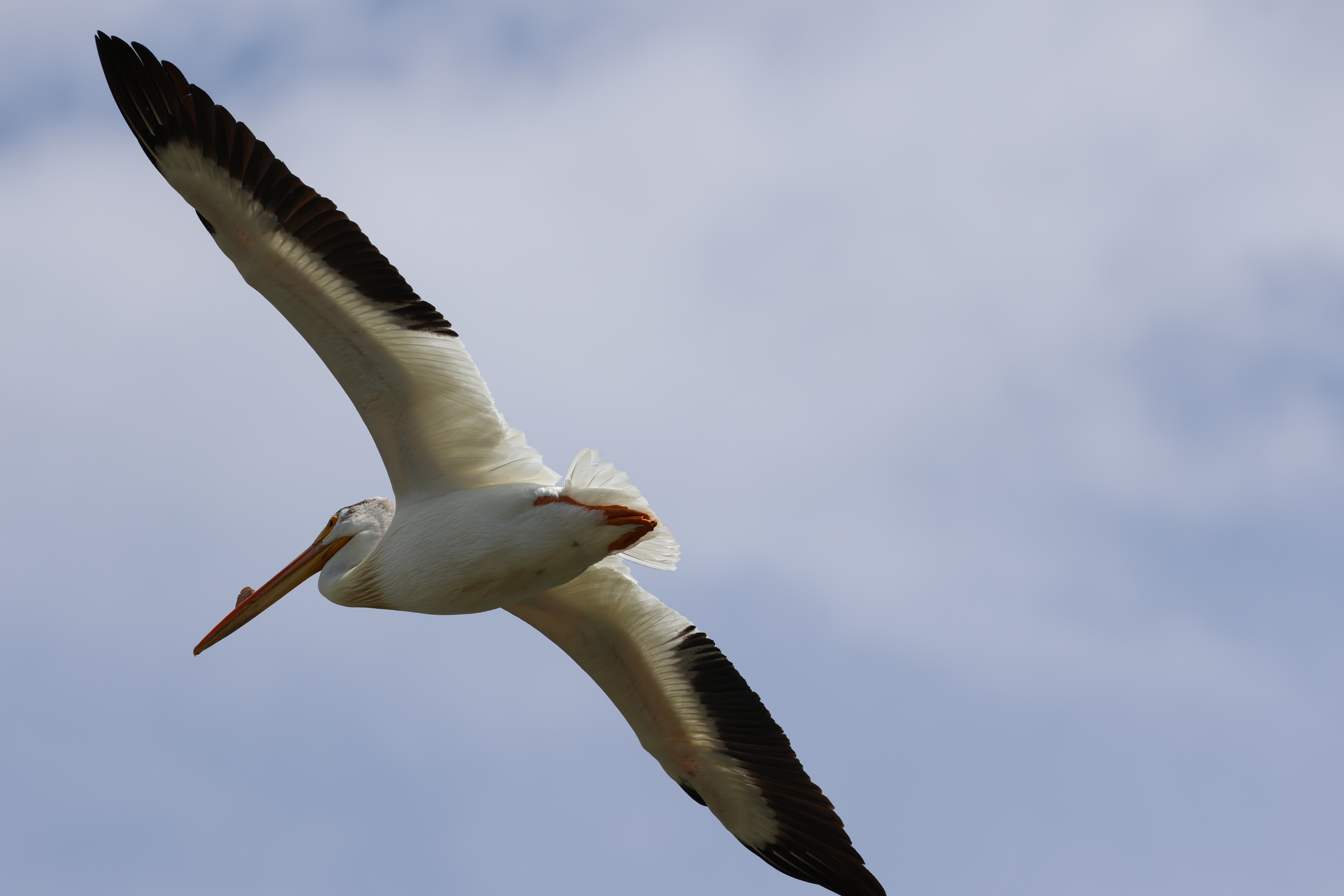 American White Pelican