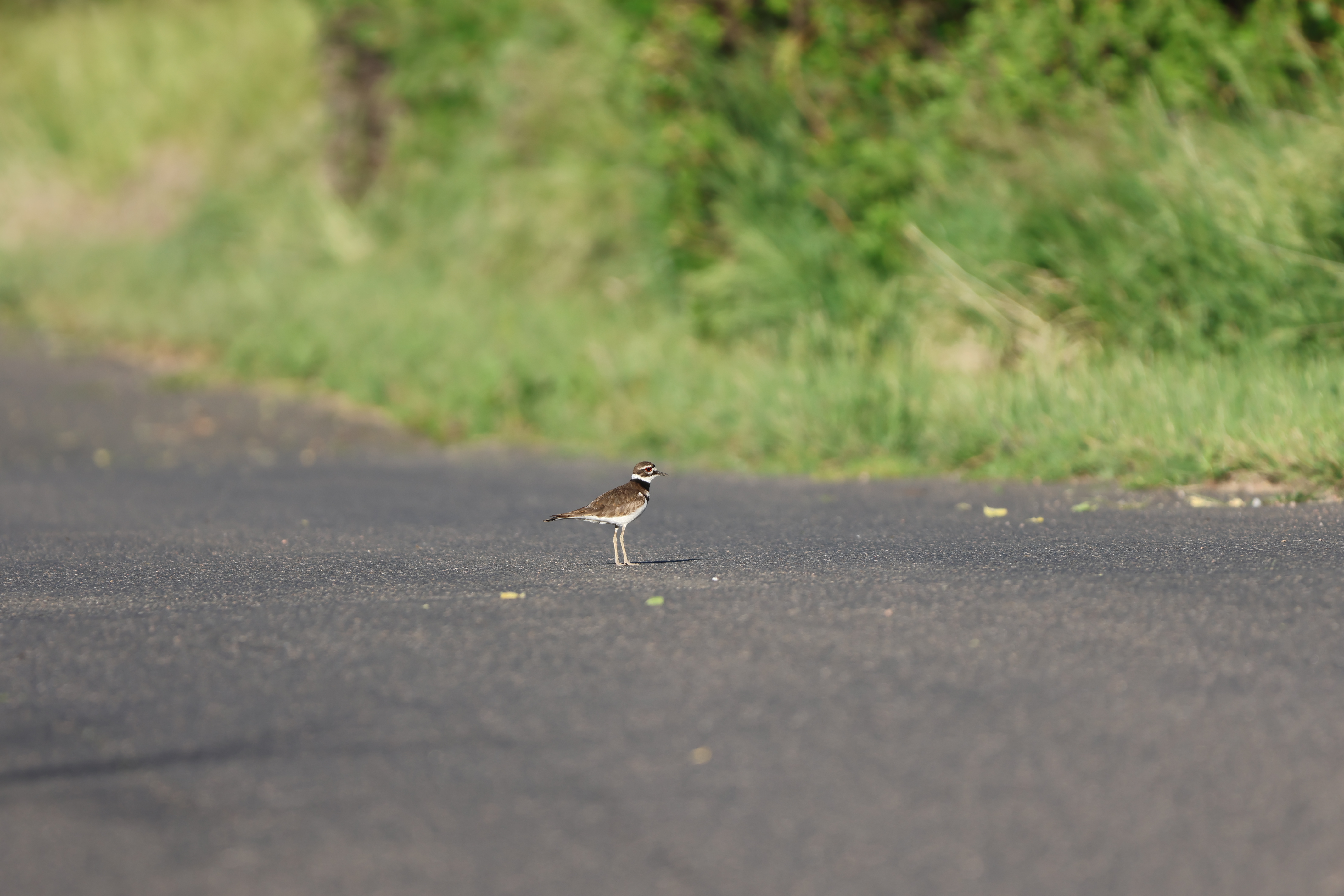 Killdeer