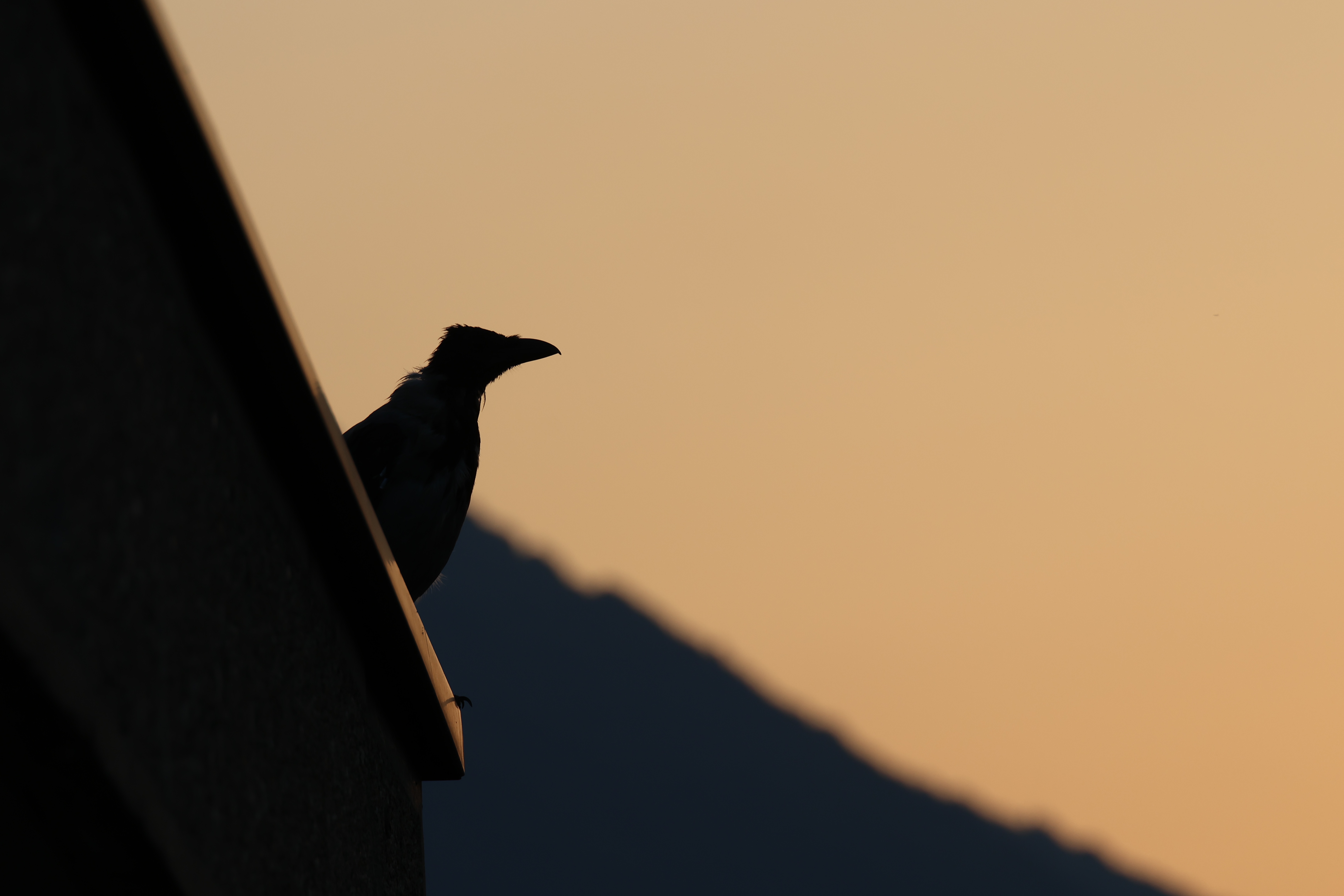 Common Raven