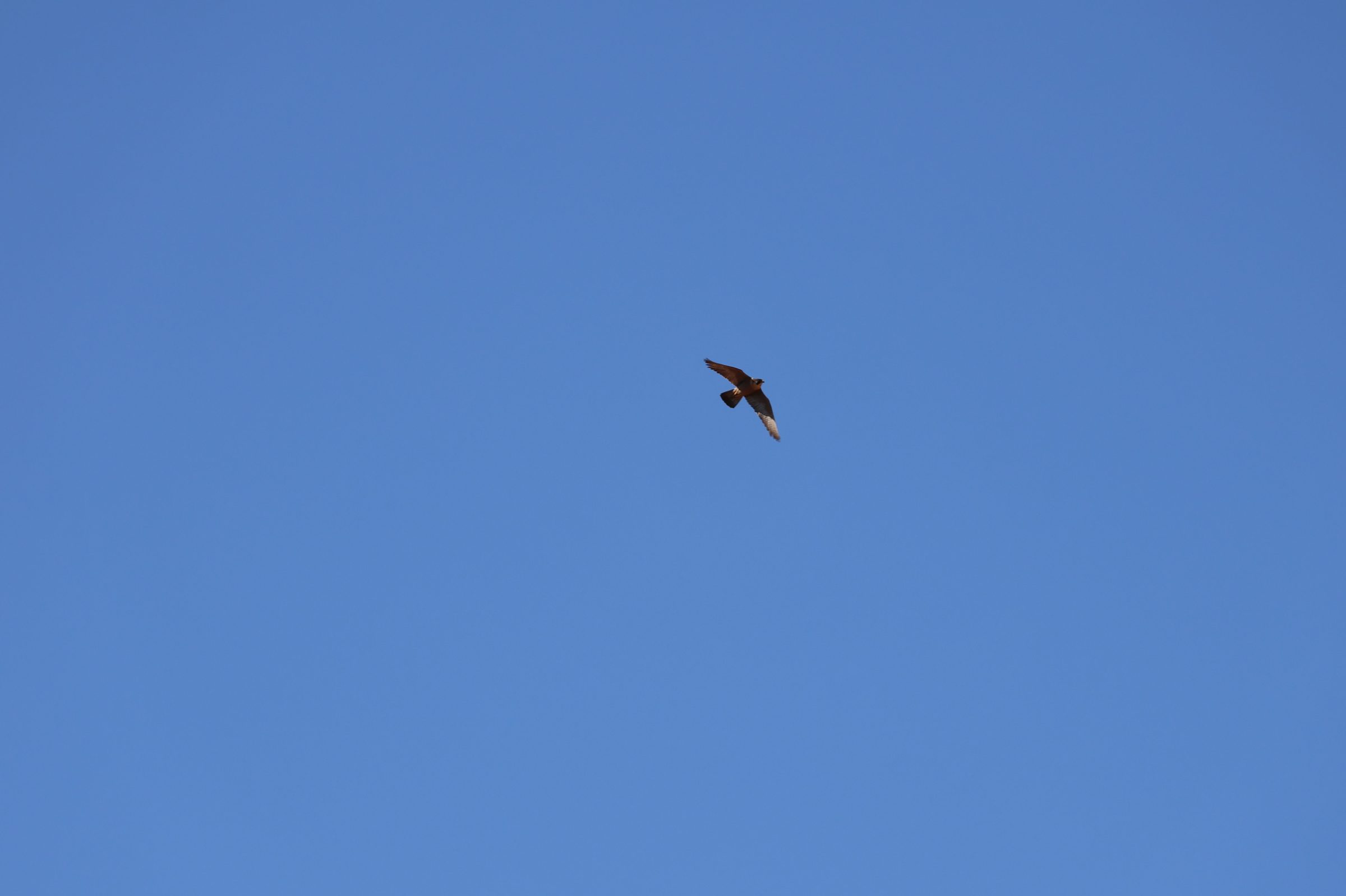 Peregrine Falcon