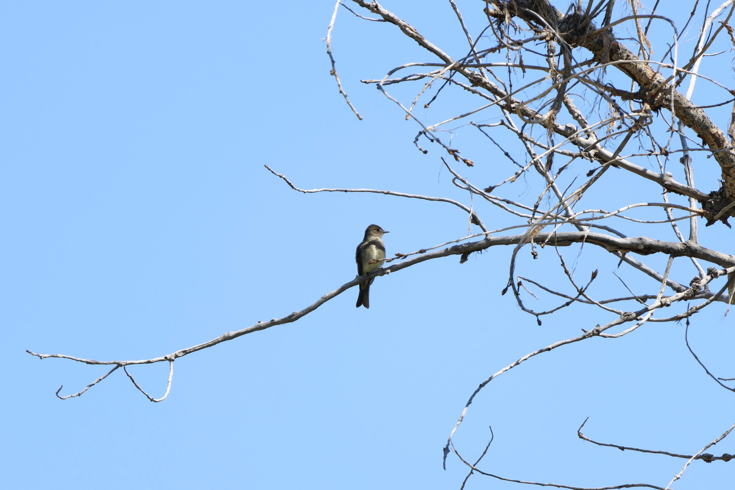 Western Wood-Pewee