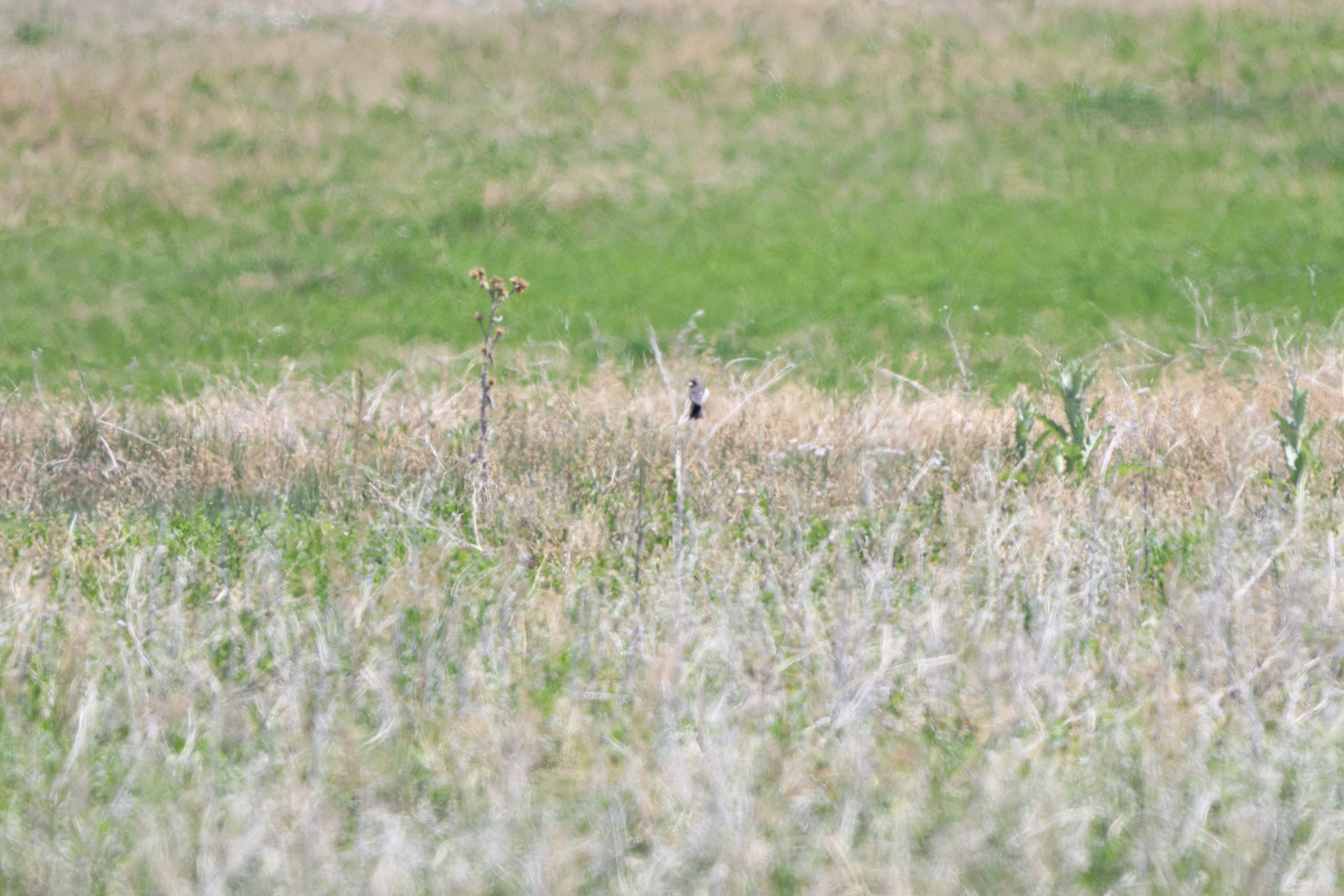 Lark Bunting