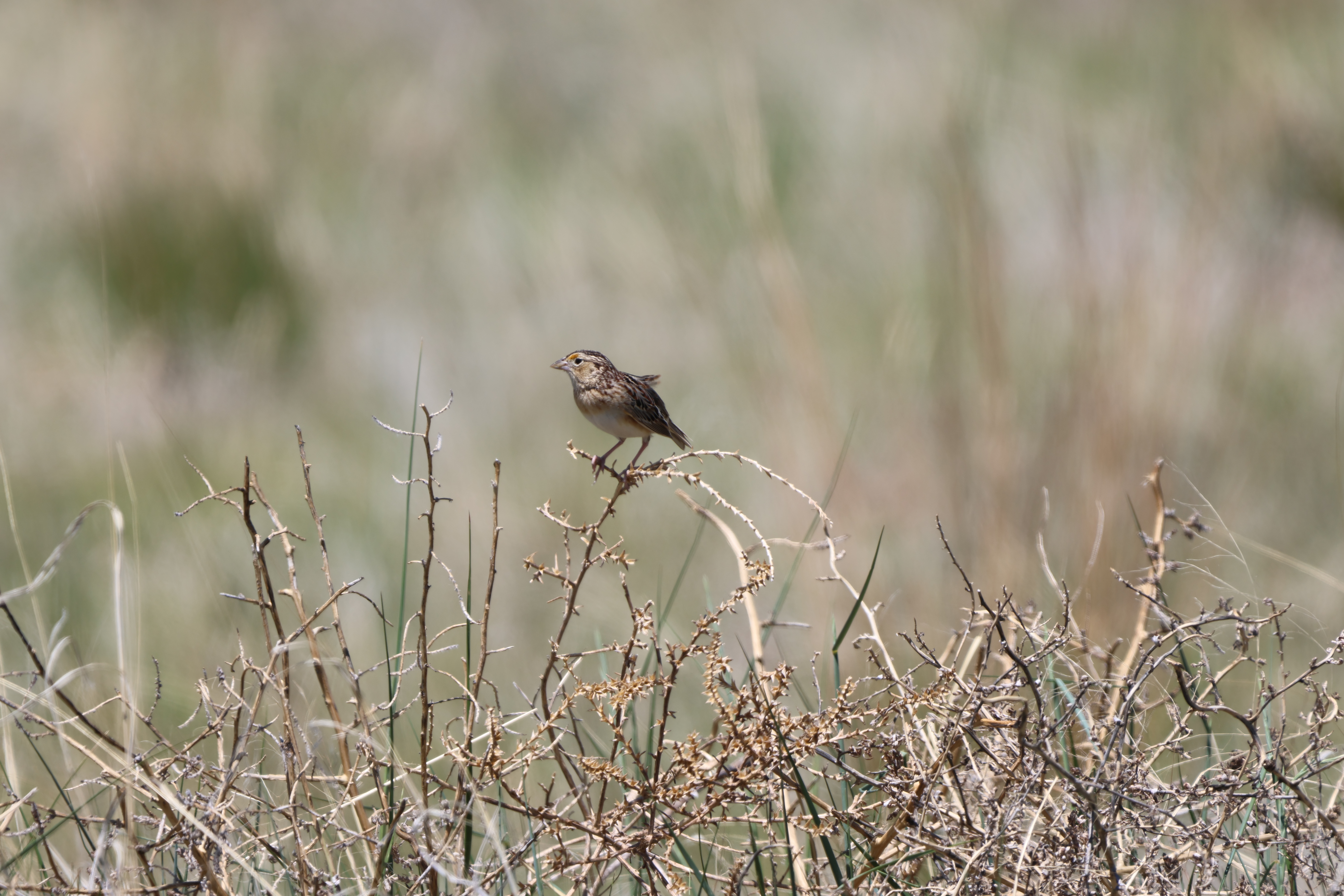 Grasshopper Sparrow