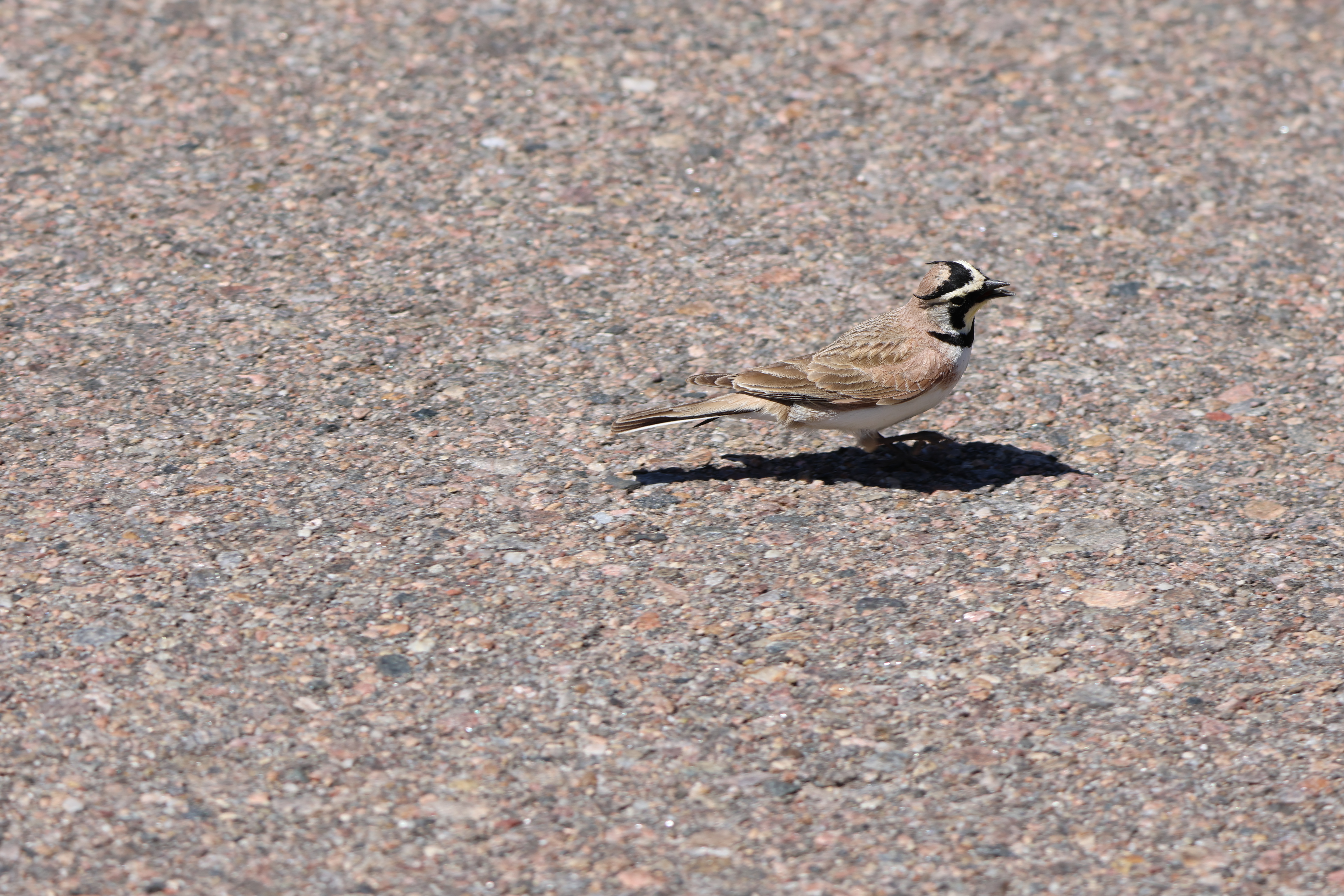 Horned Lark