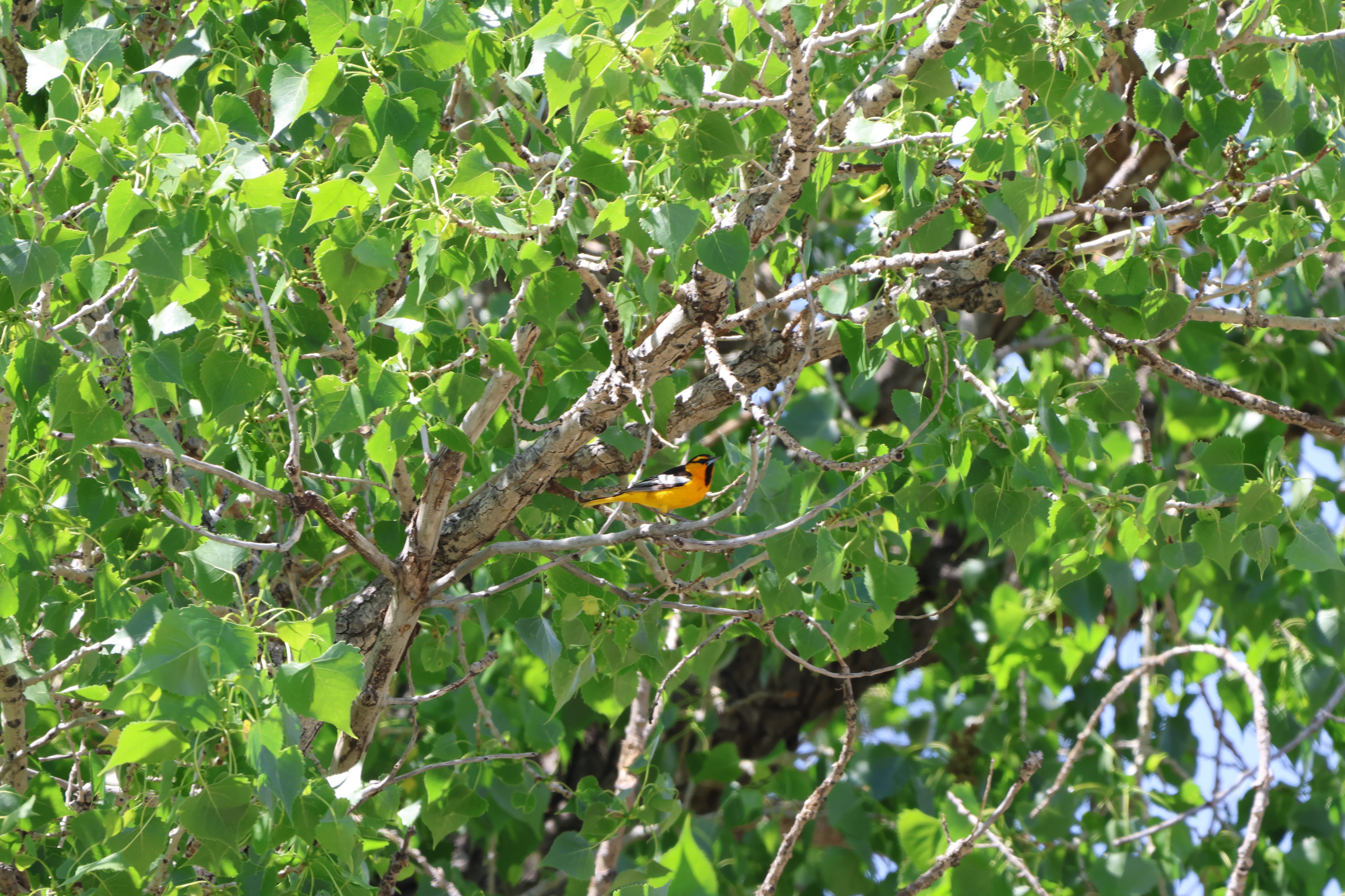 Bullock’s Oriole