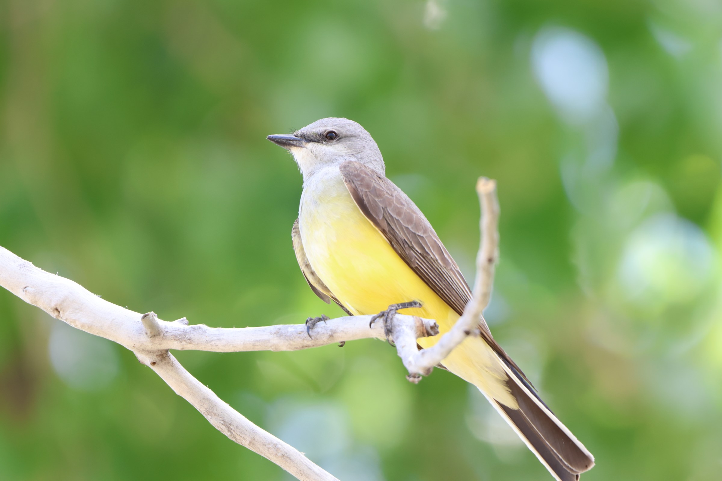 Western Kingbird