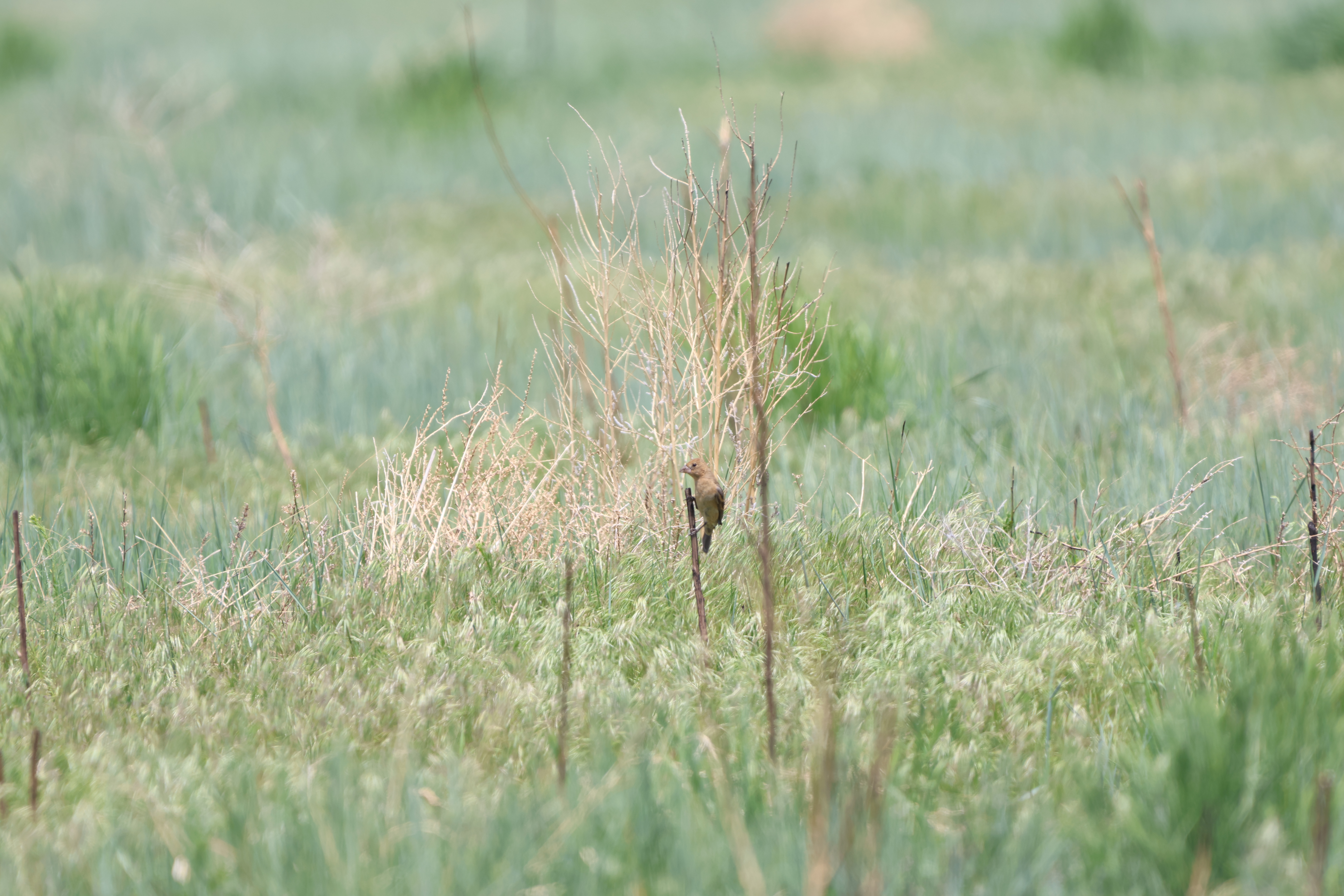 Blue Grosbeak