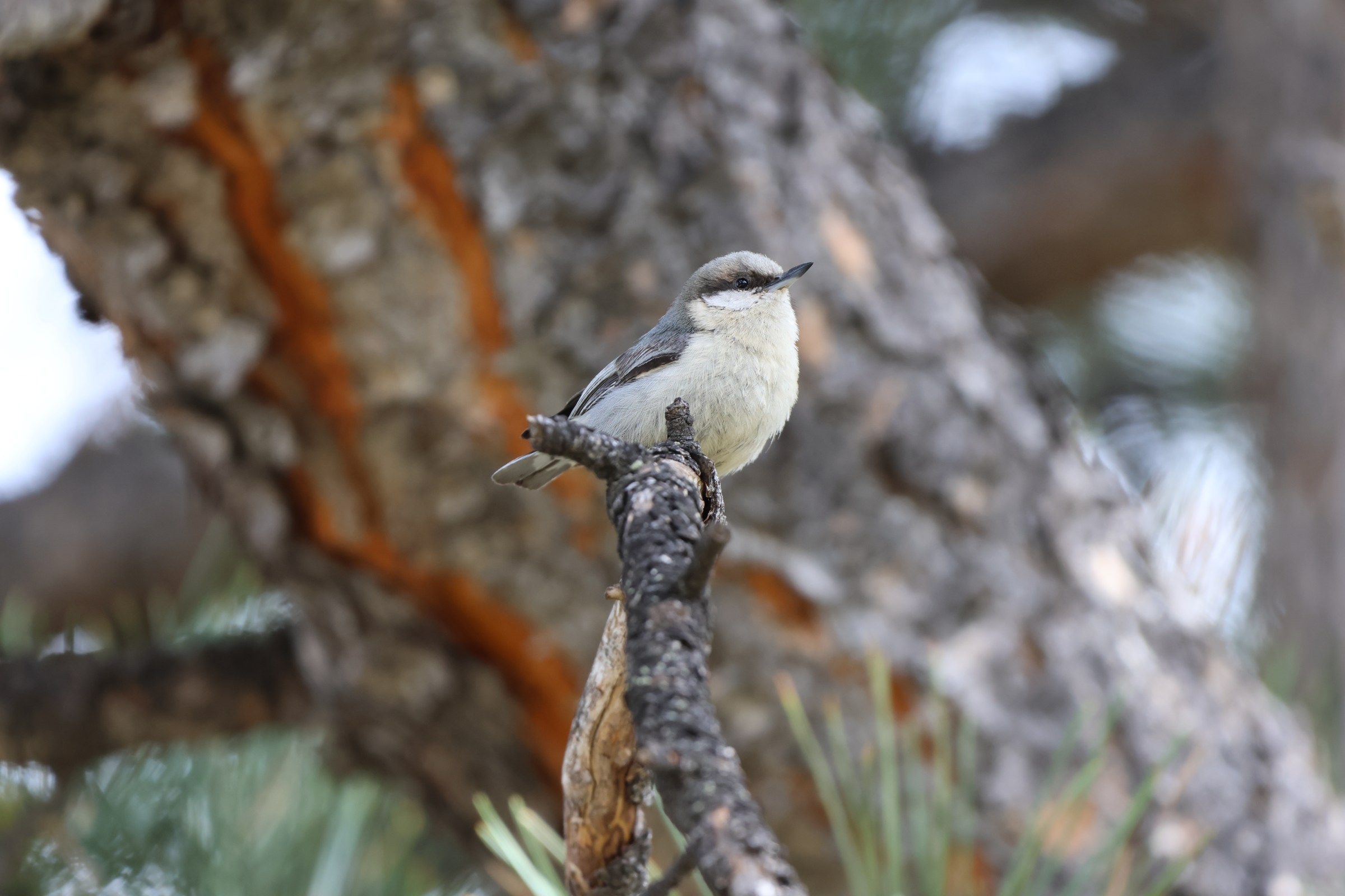 Pygmy Nuthatch