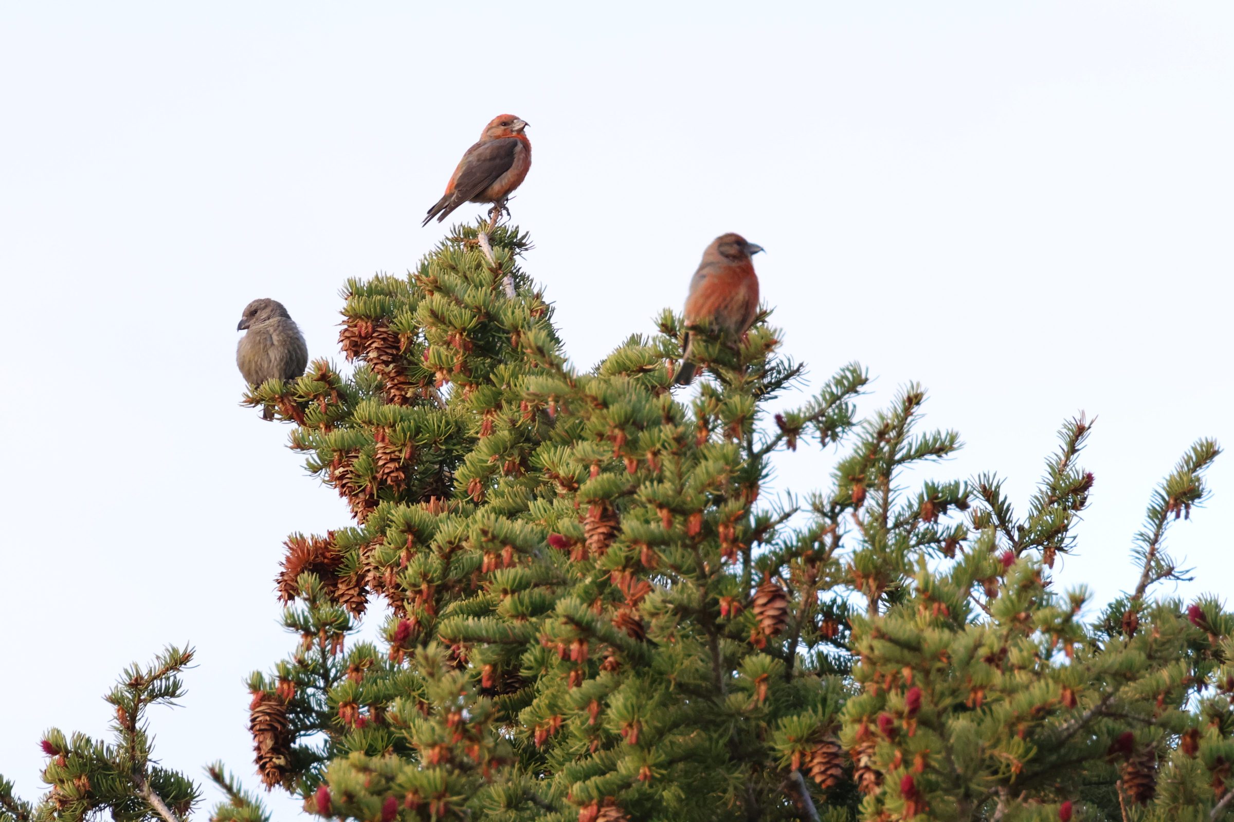 Red Crossbill