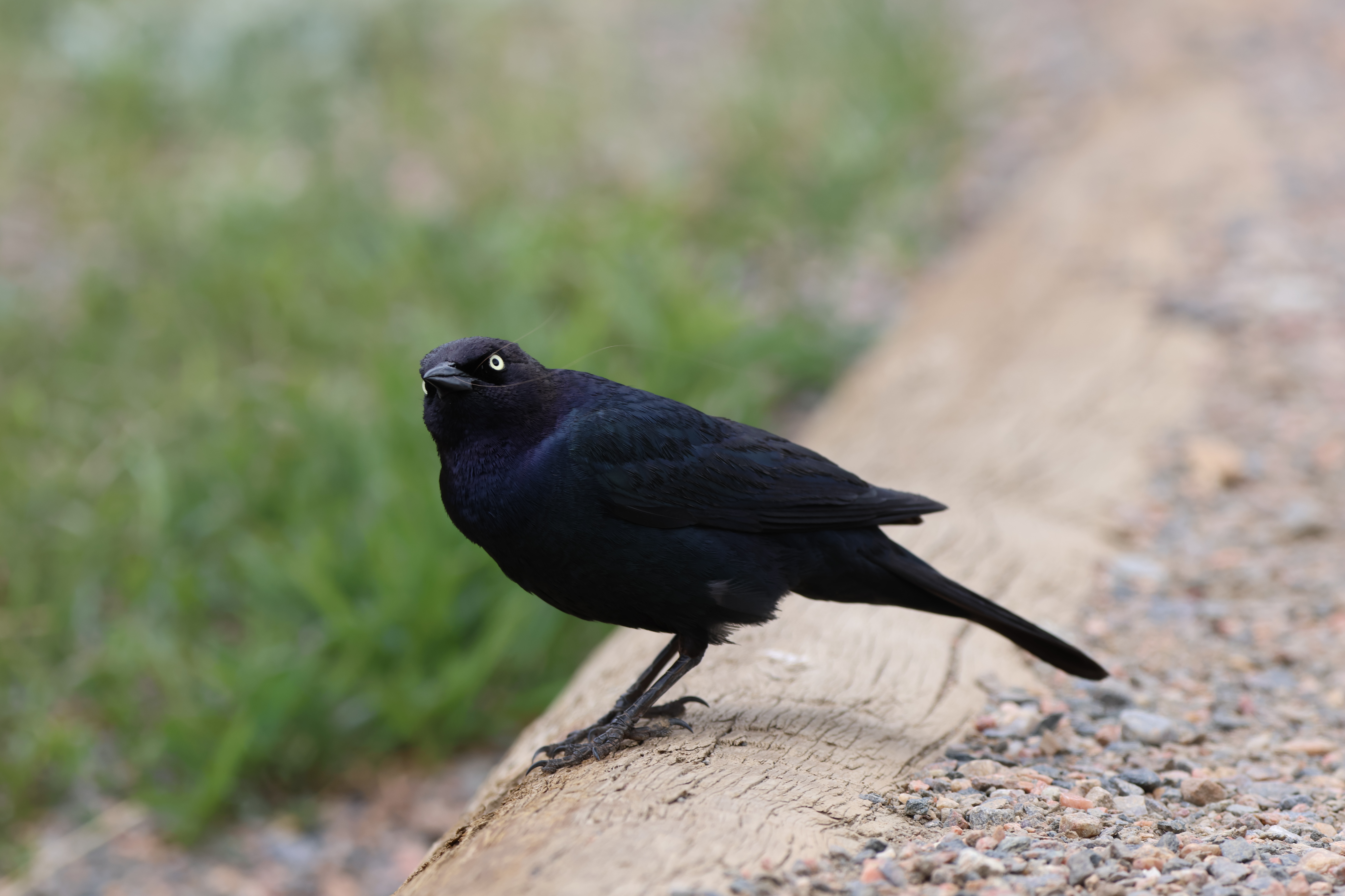 Brewer’s Blackbird