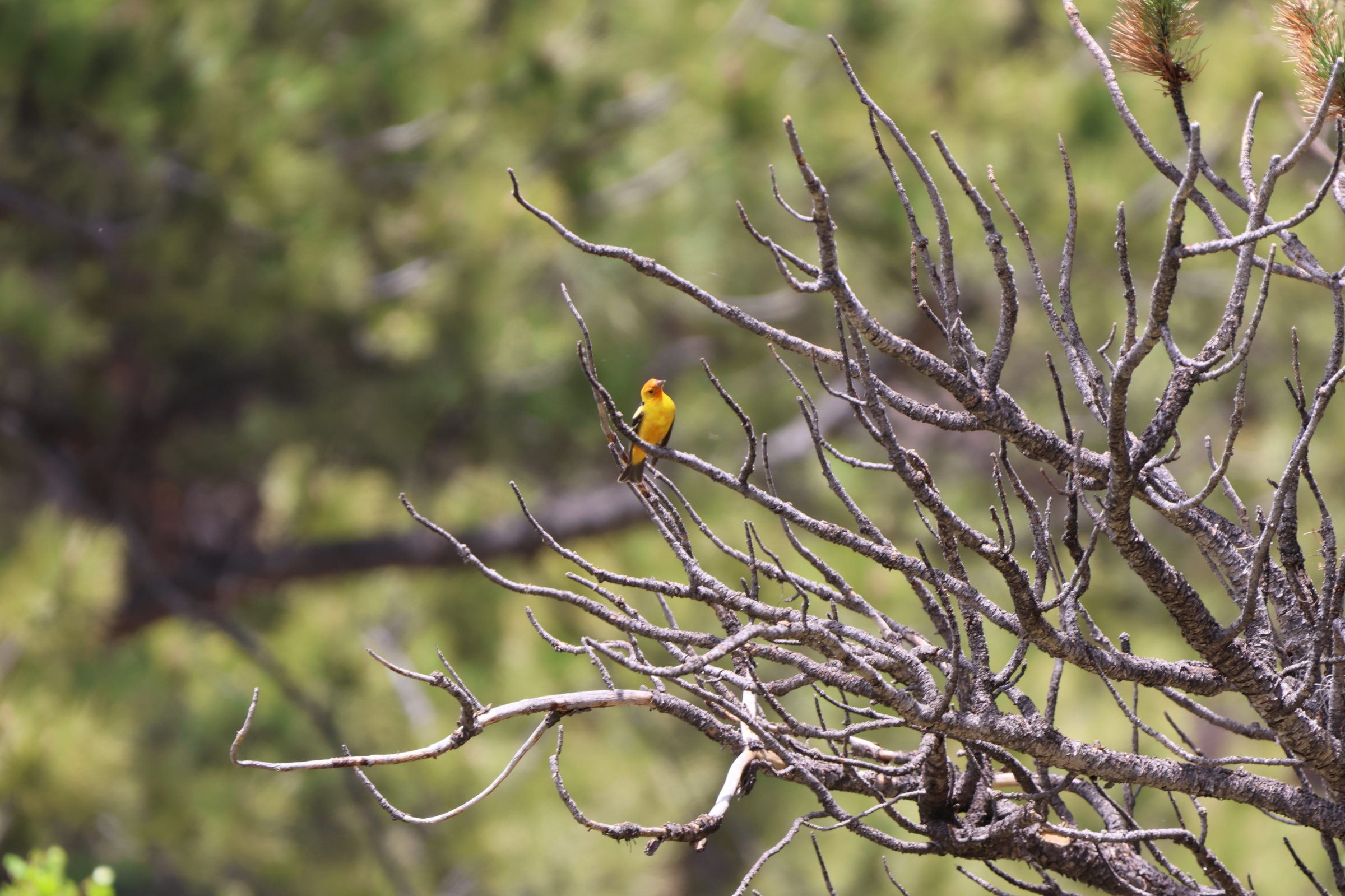 Western Tanager