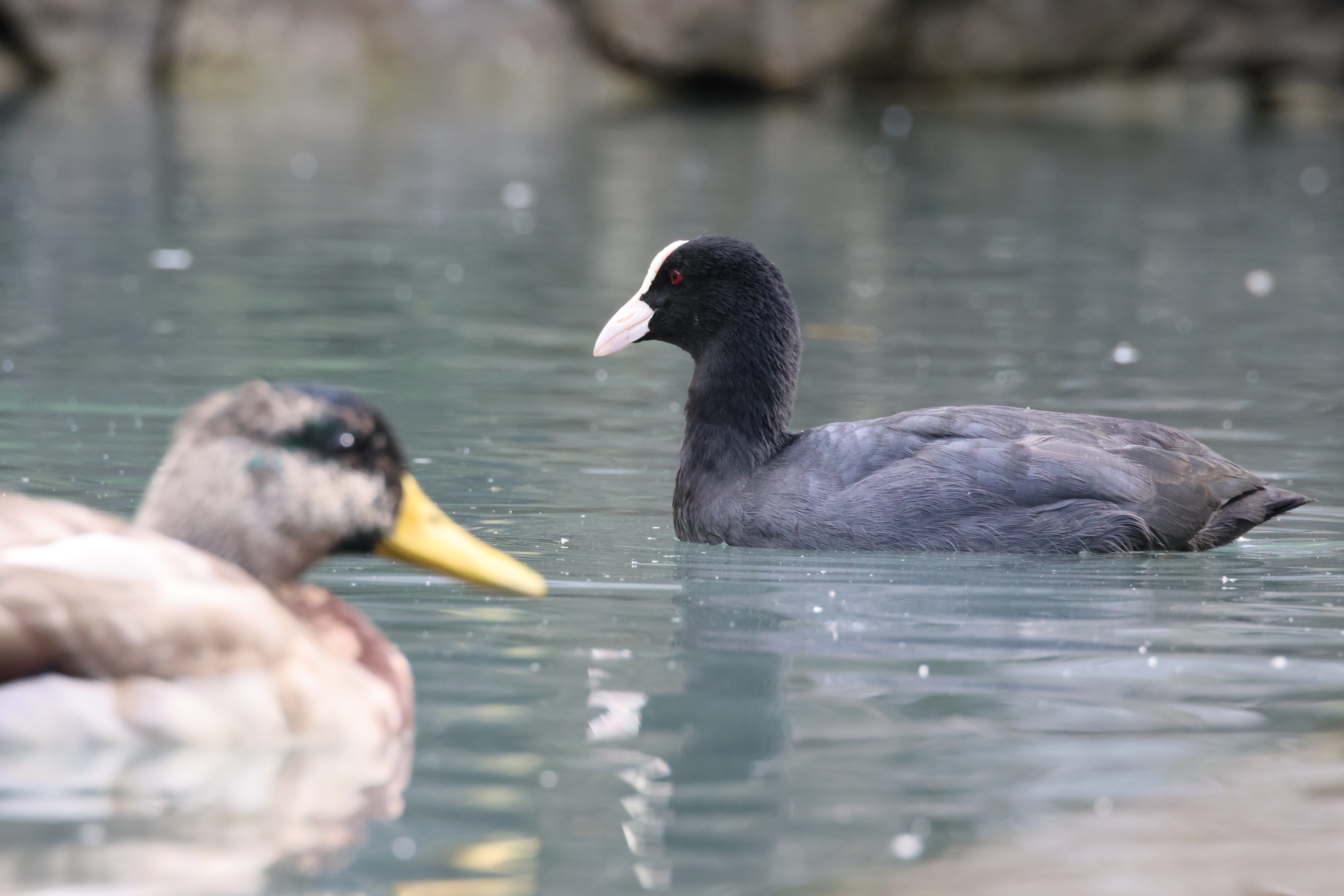 Eurasian Coot