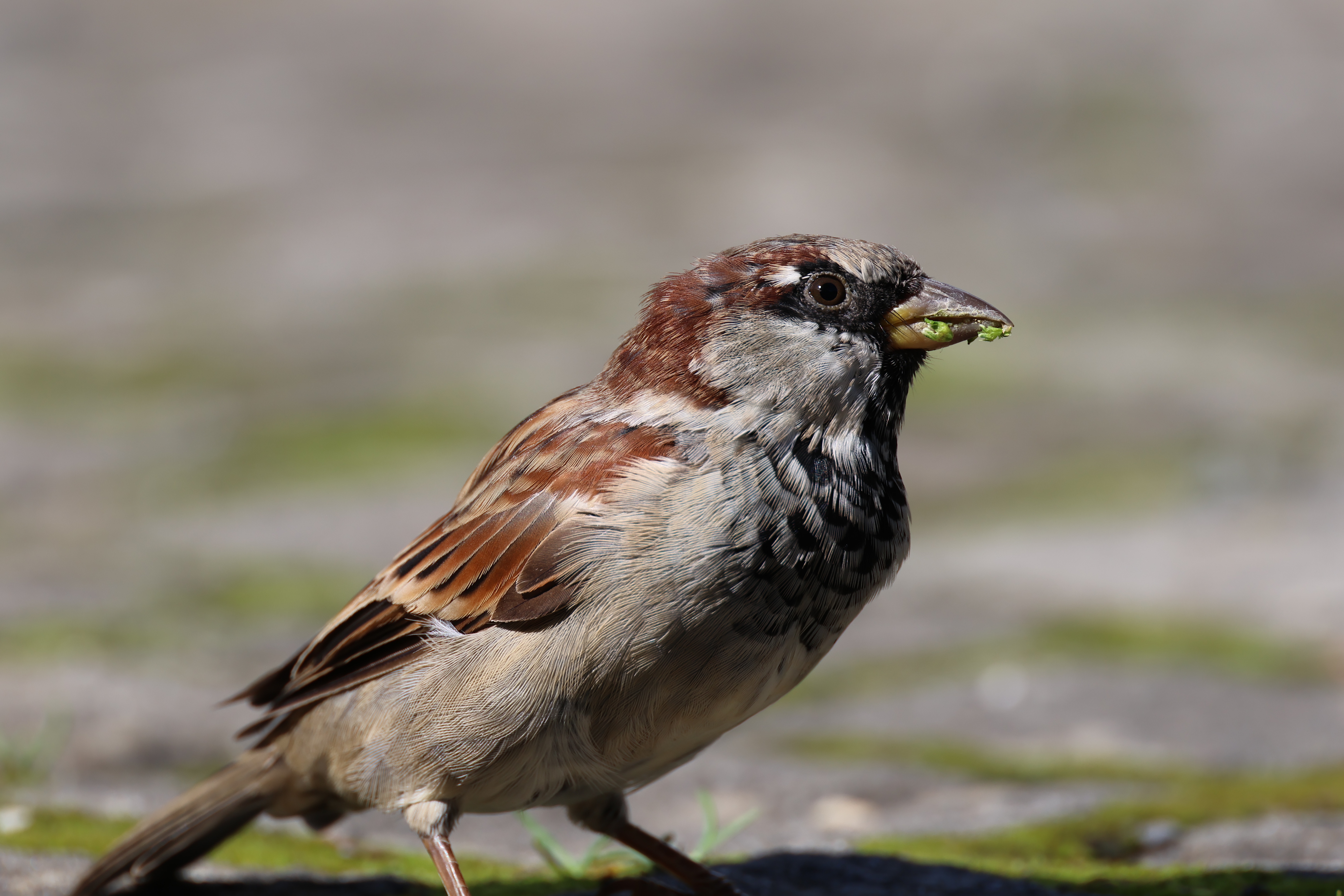 House Sparrow