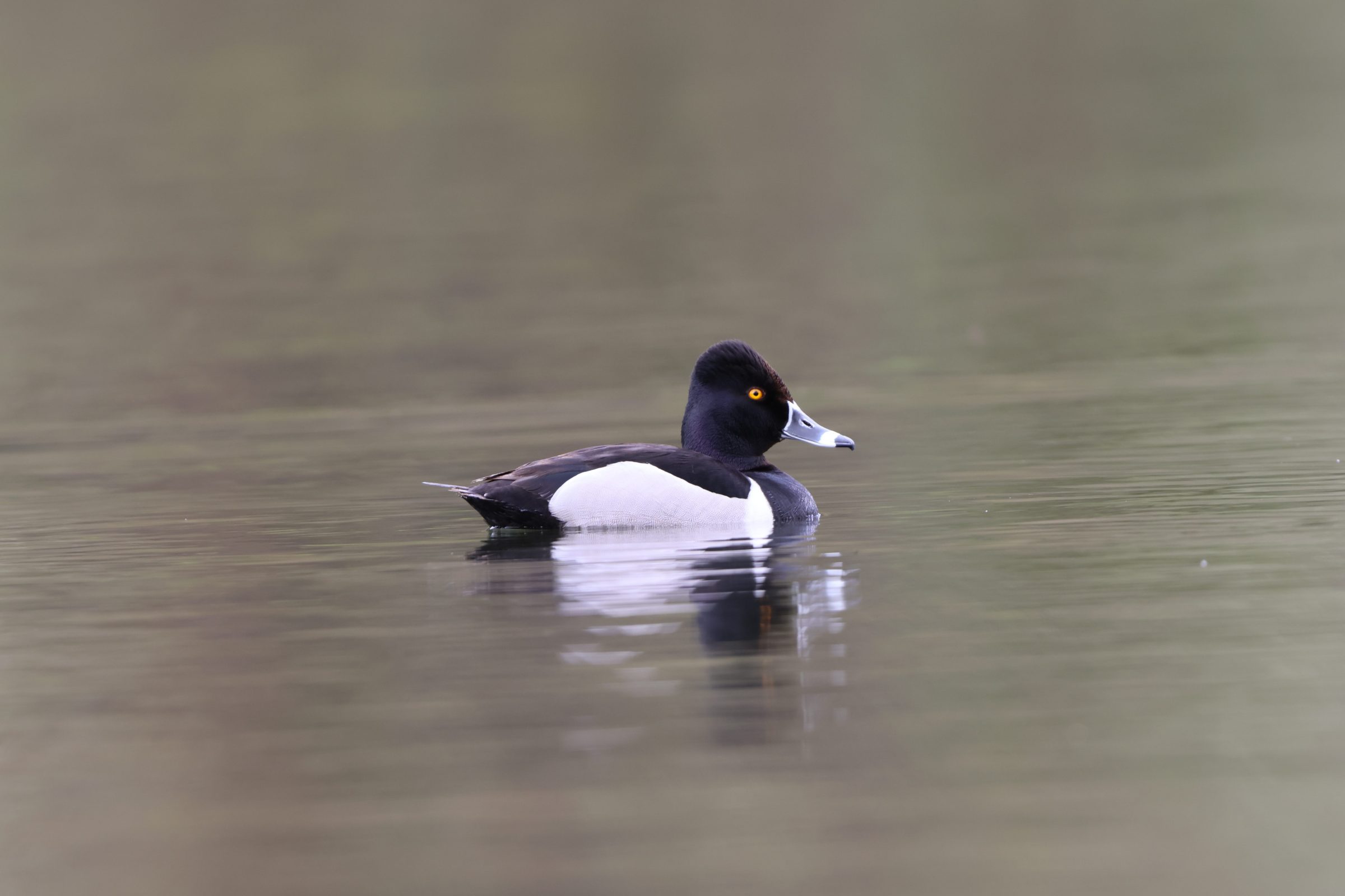 Ring-necked Duck