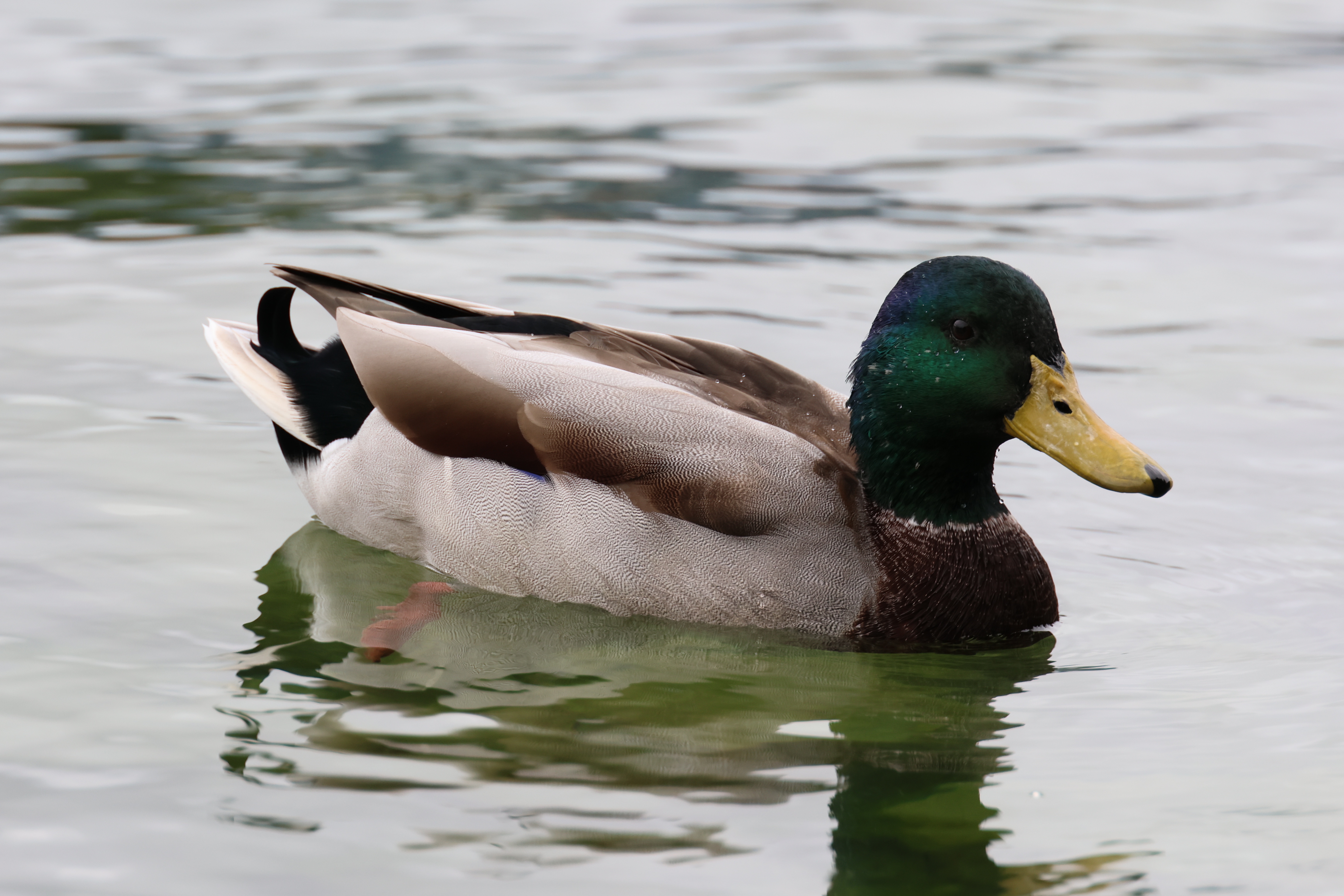 Mallard