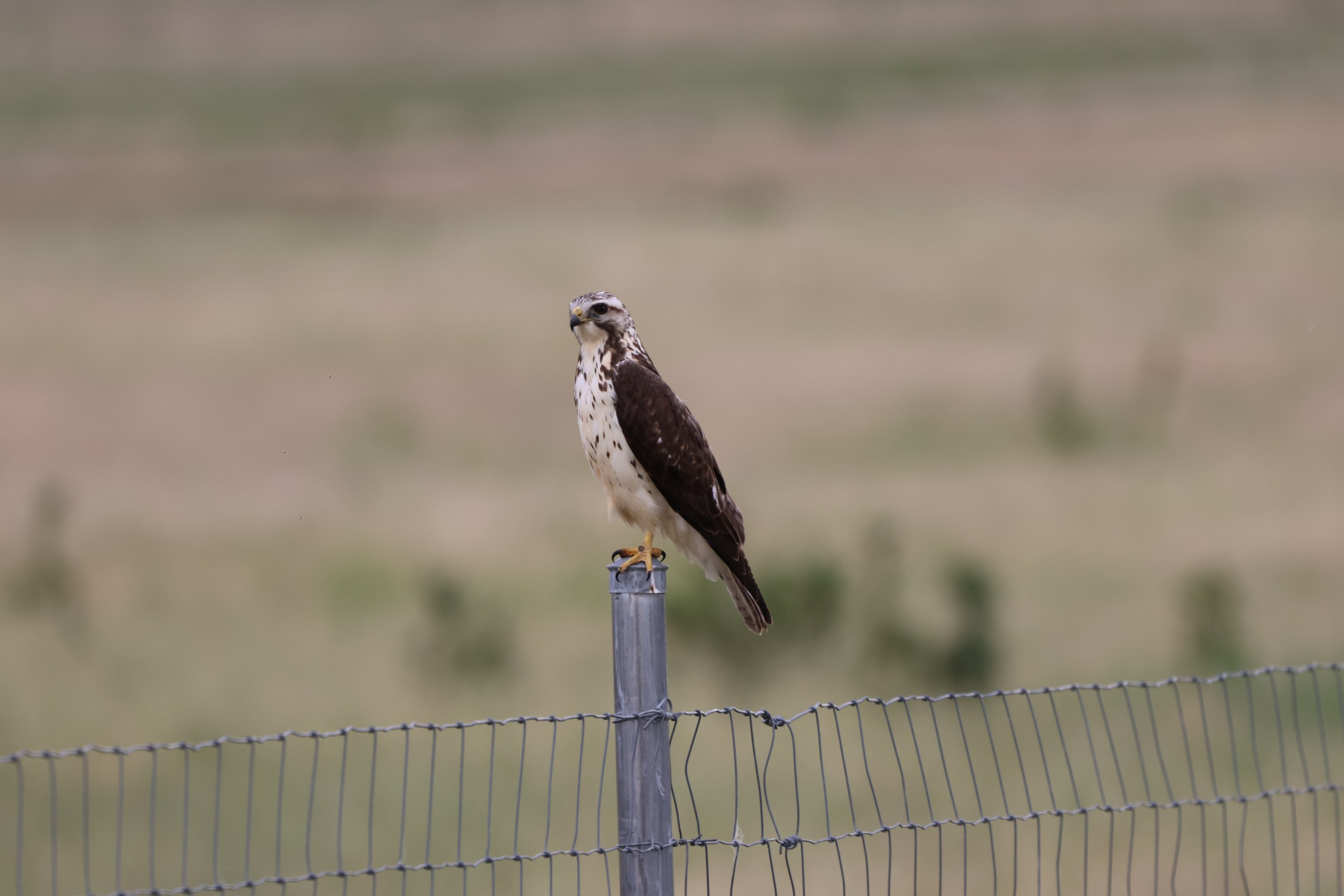 Swainson’s Hawk