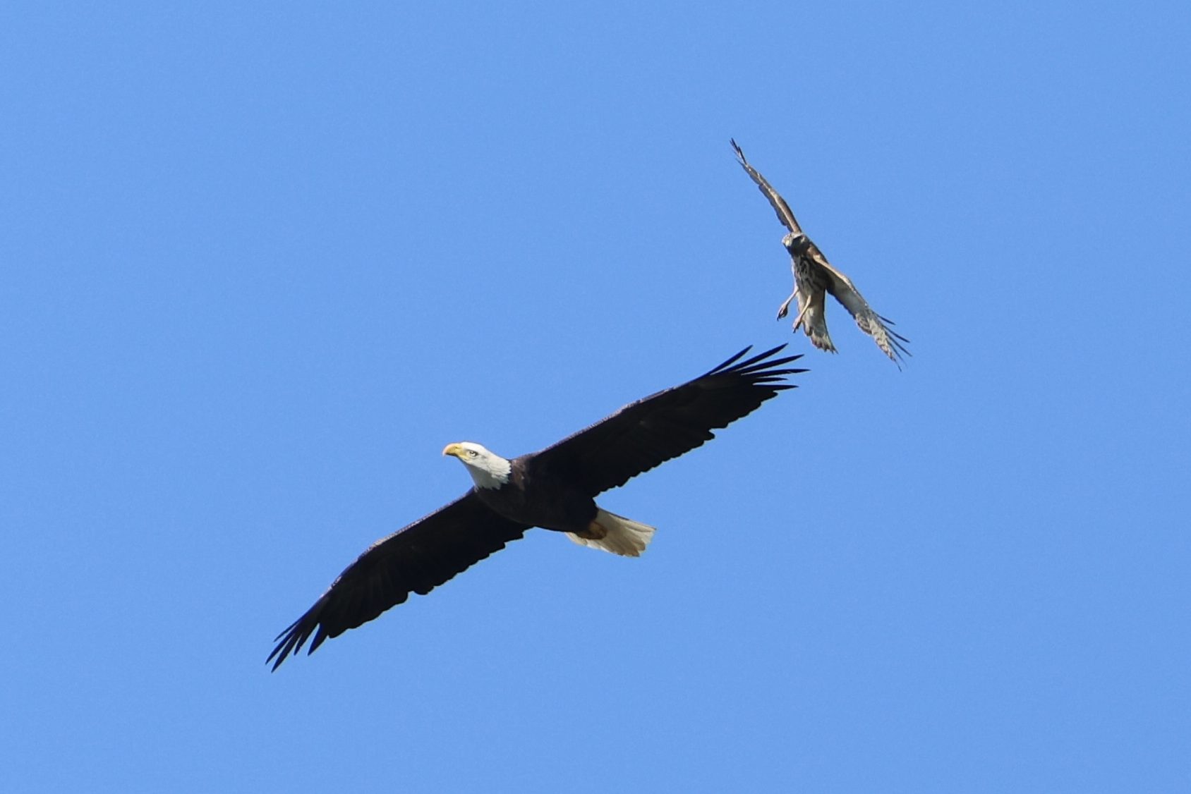 Bald Eagle