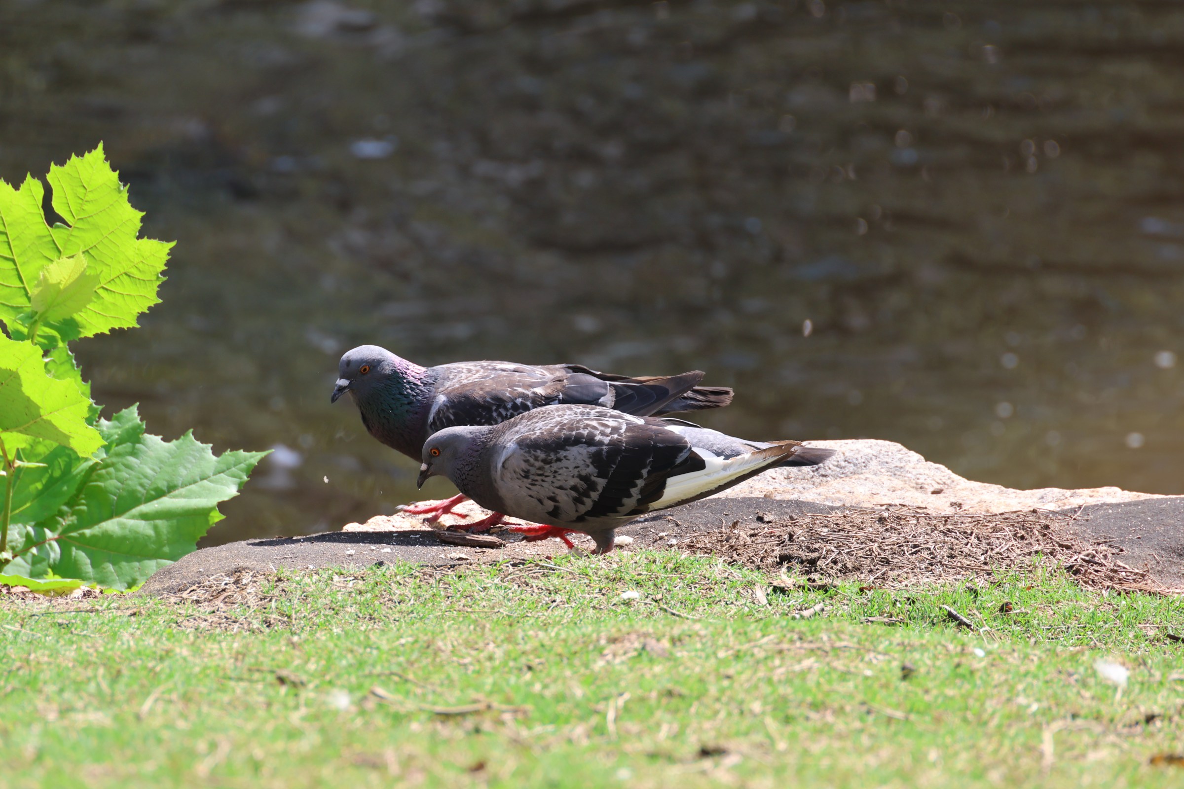 Rock Pigeon