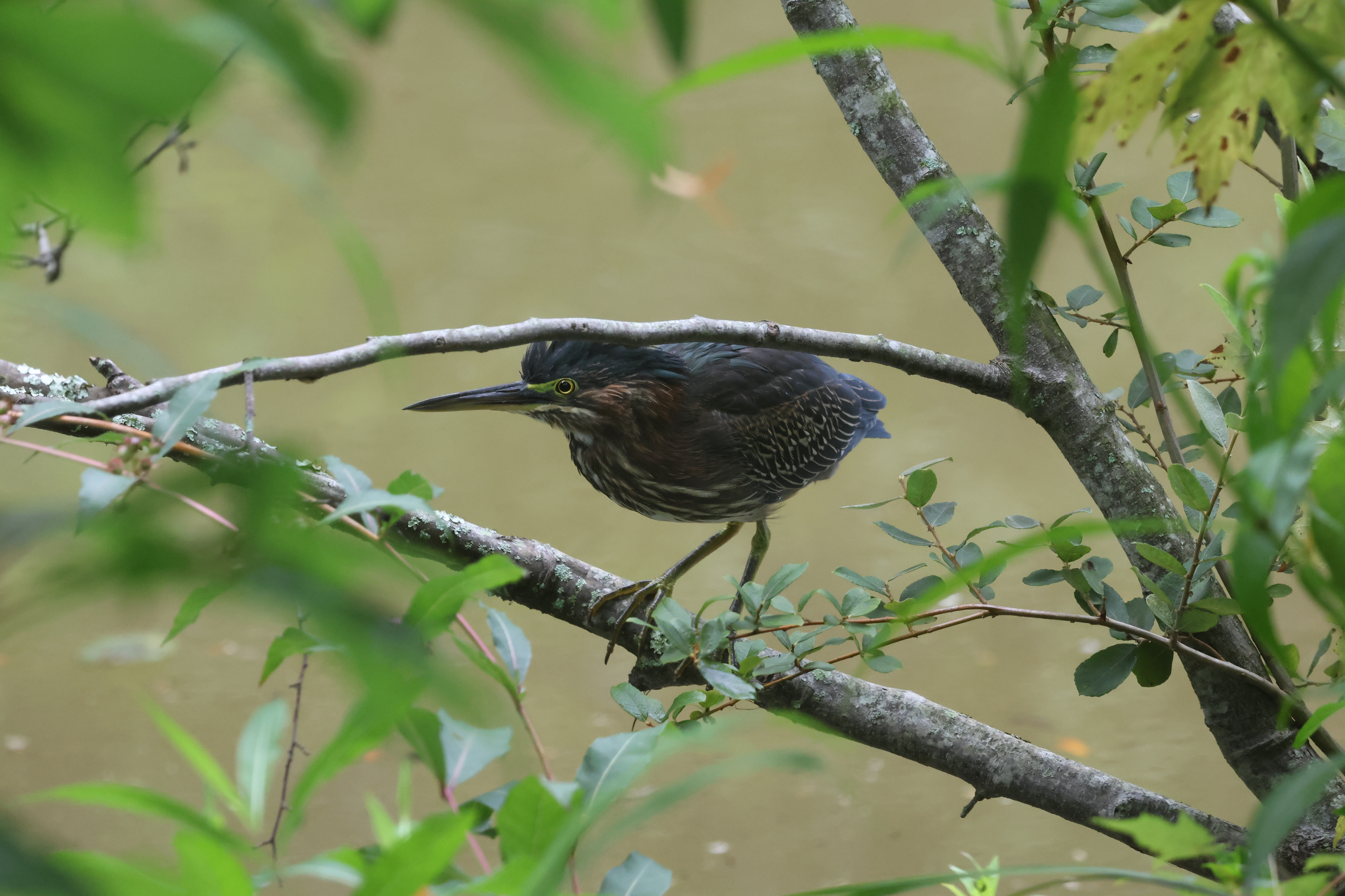 Green Heron