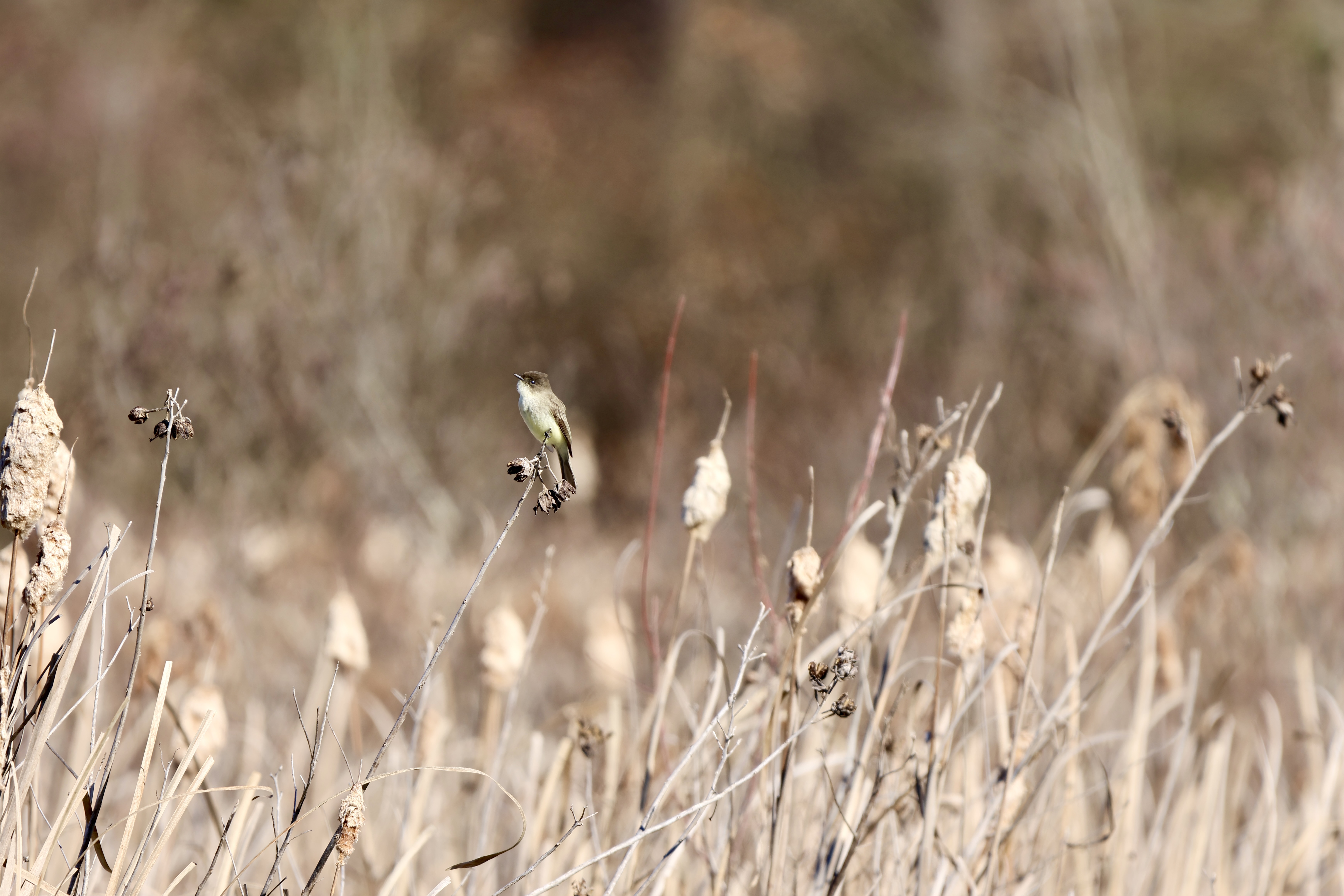 Eastern Phoebe
