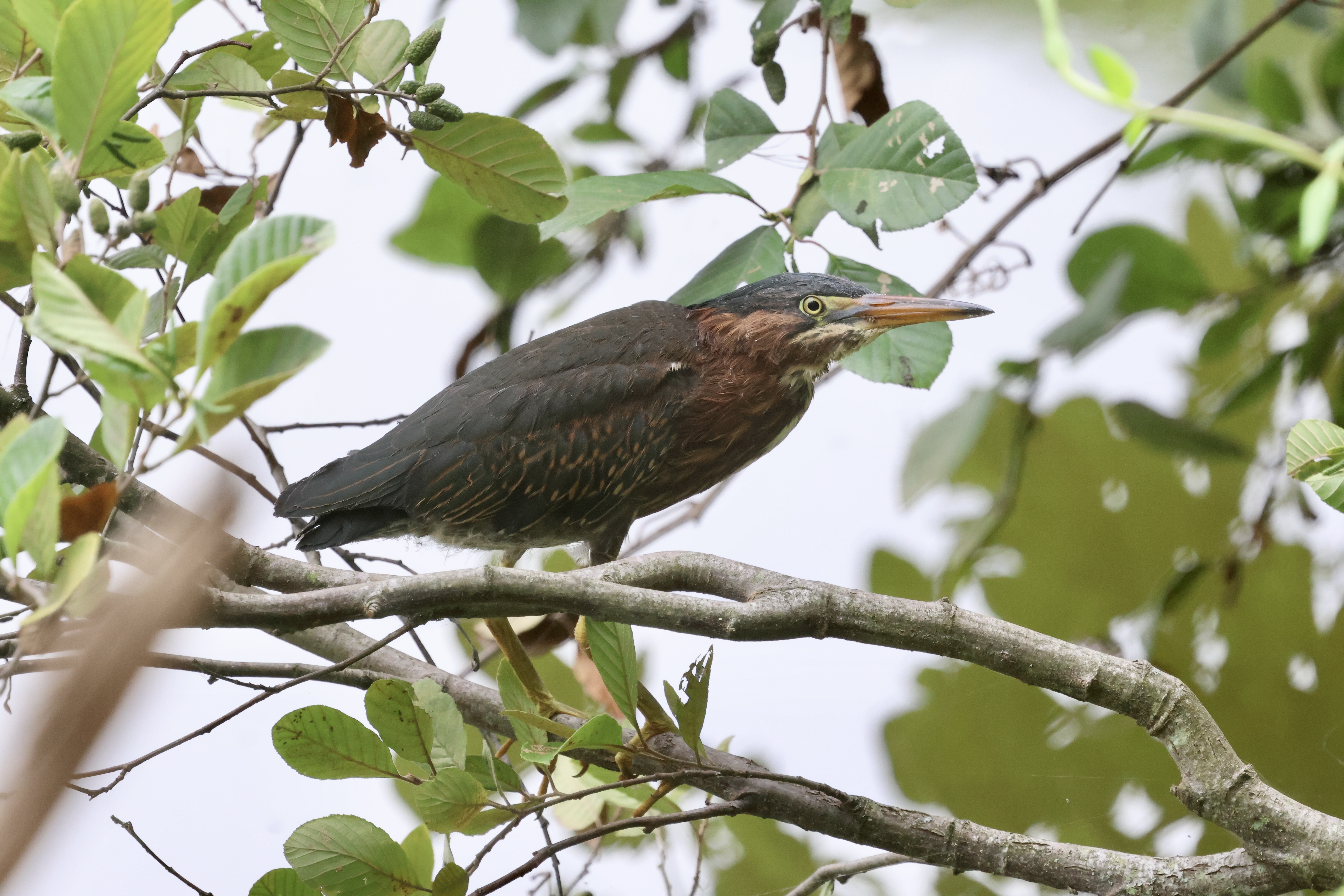 Green Heron
