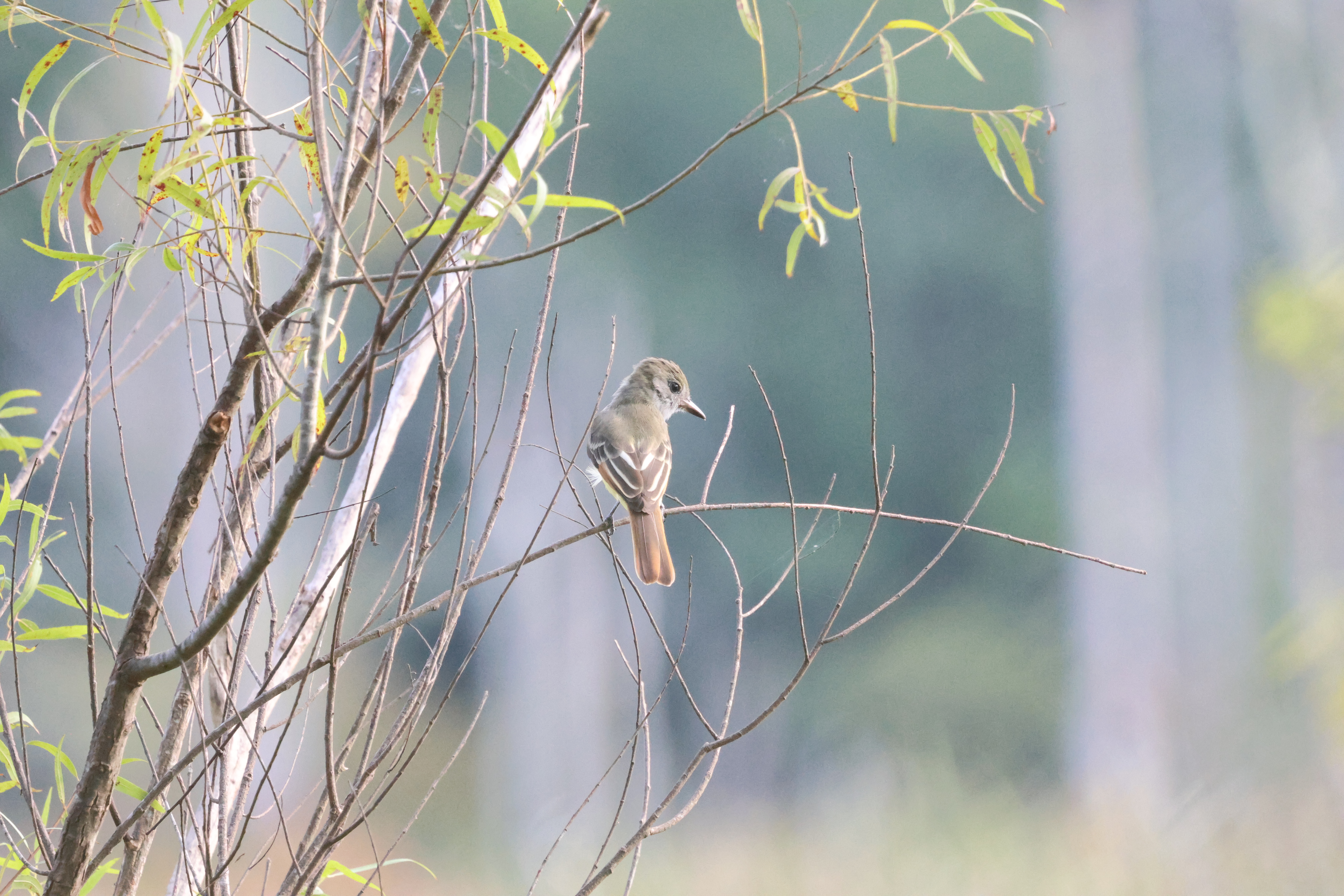 Great Crested Flycatcher