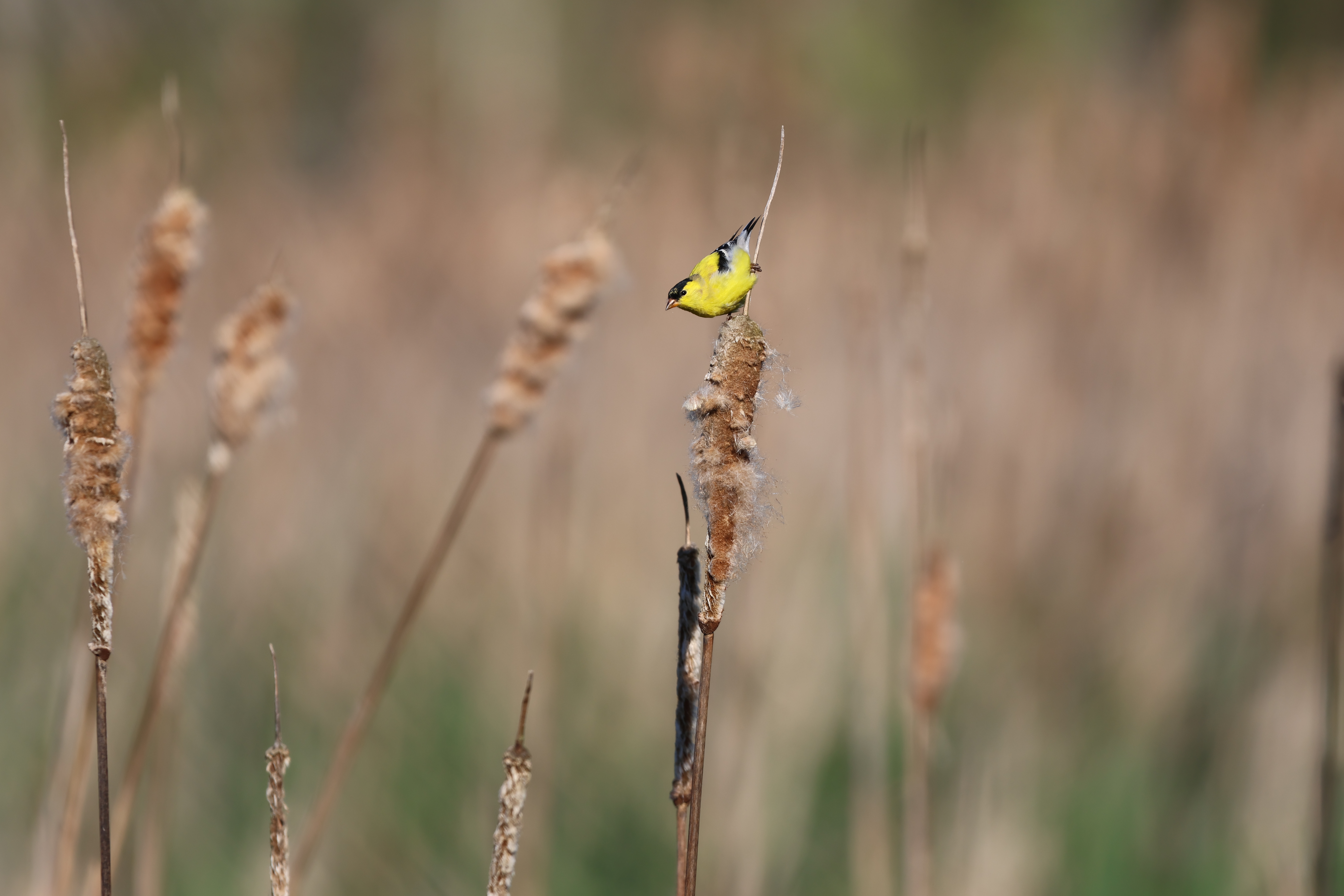 American Goldfinch
