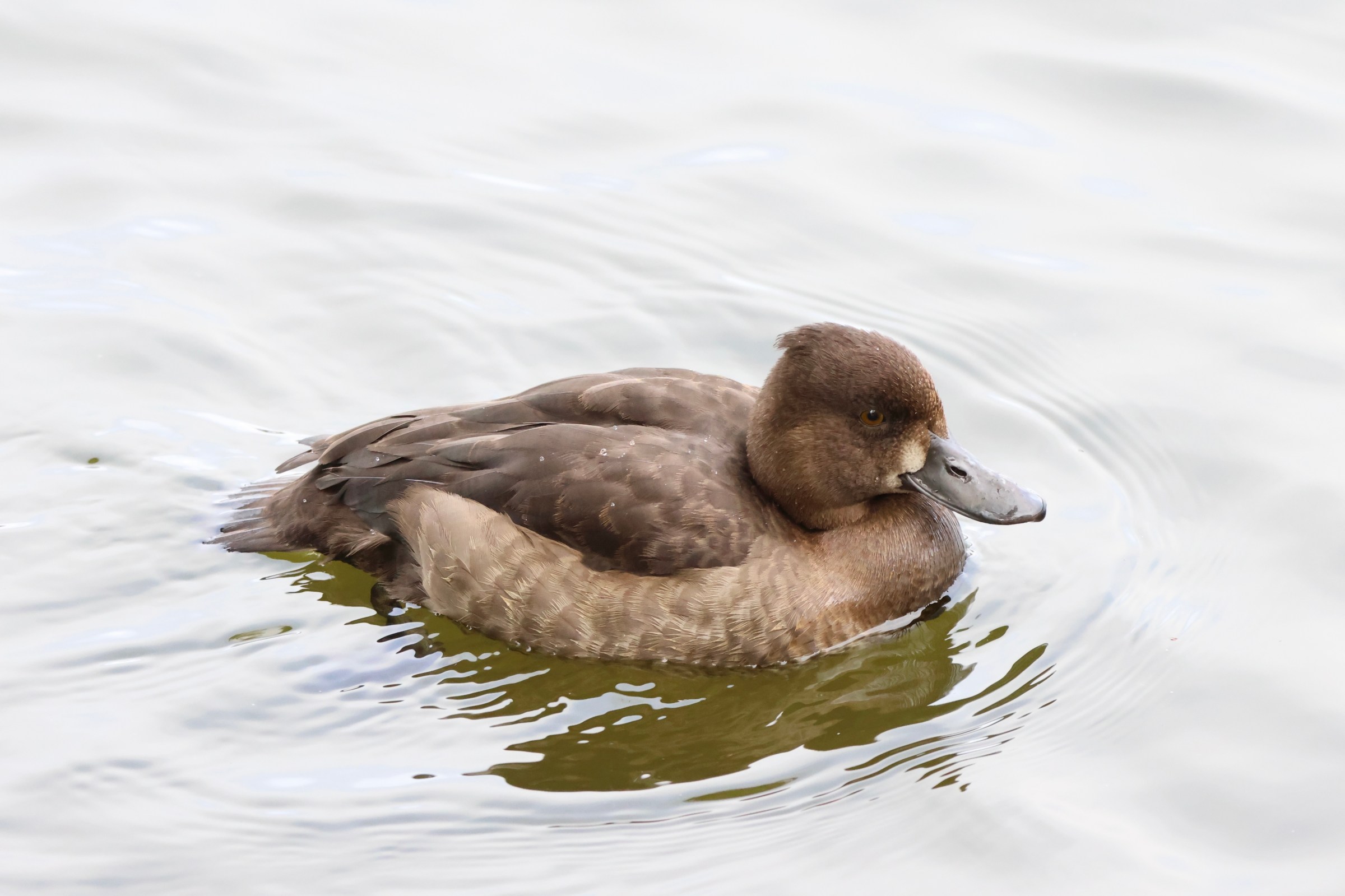 Tufted Duck