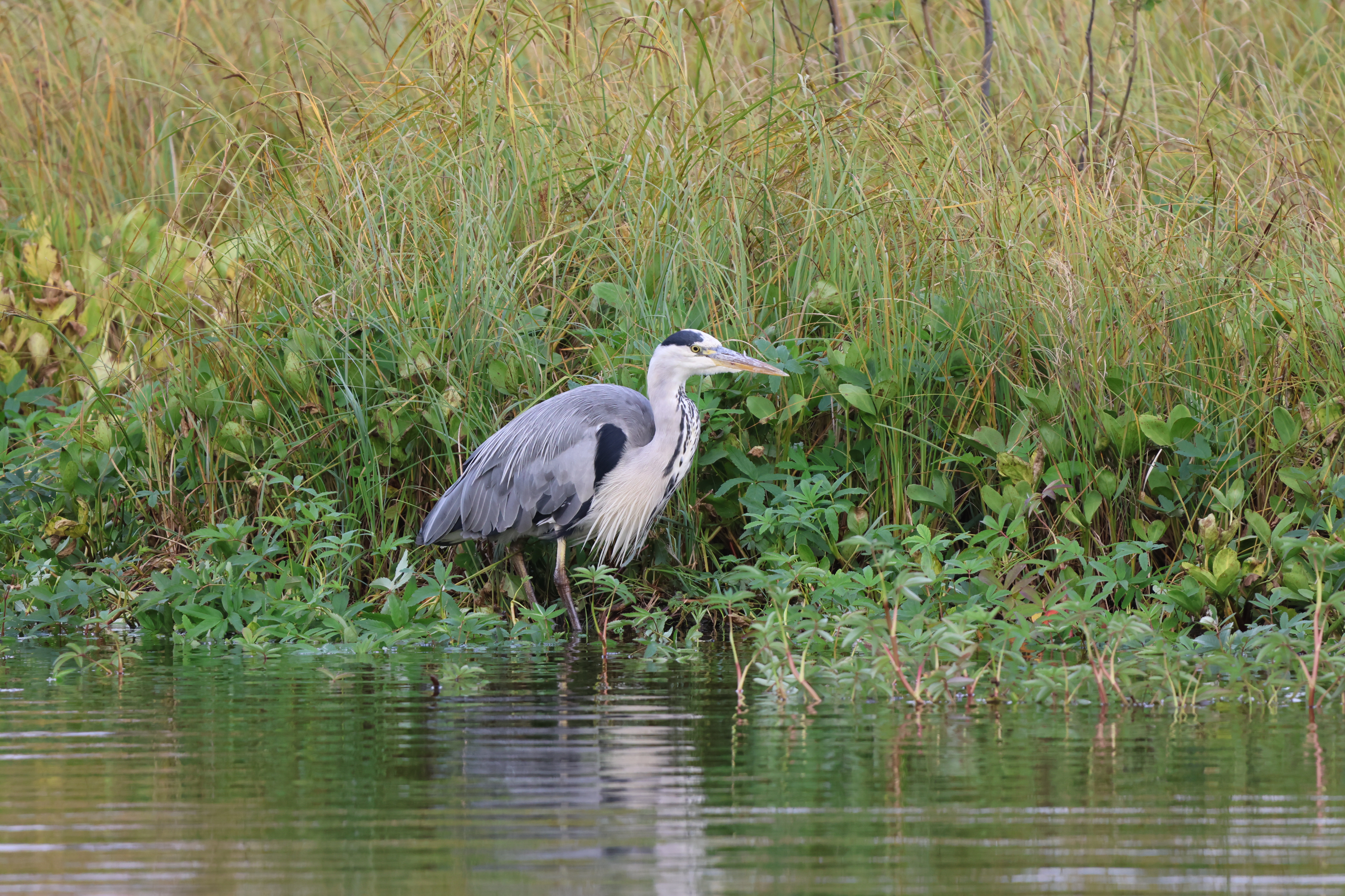 Gray Heron