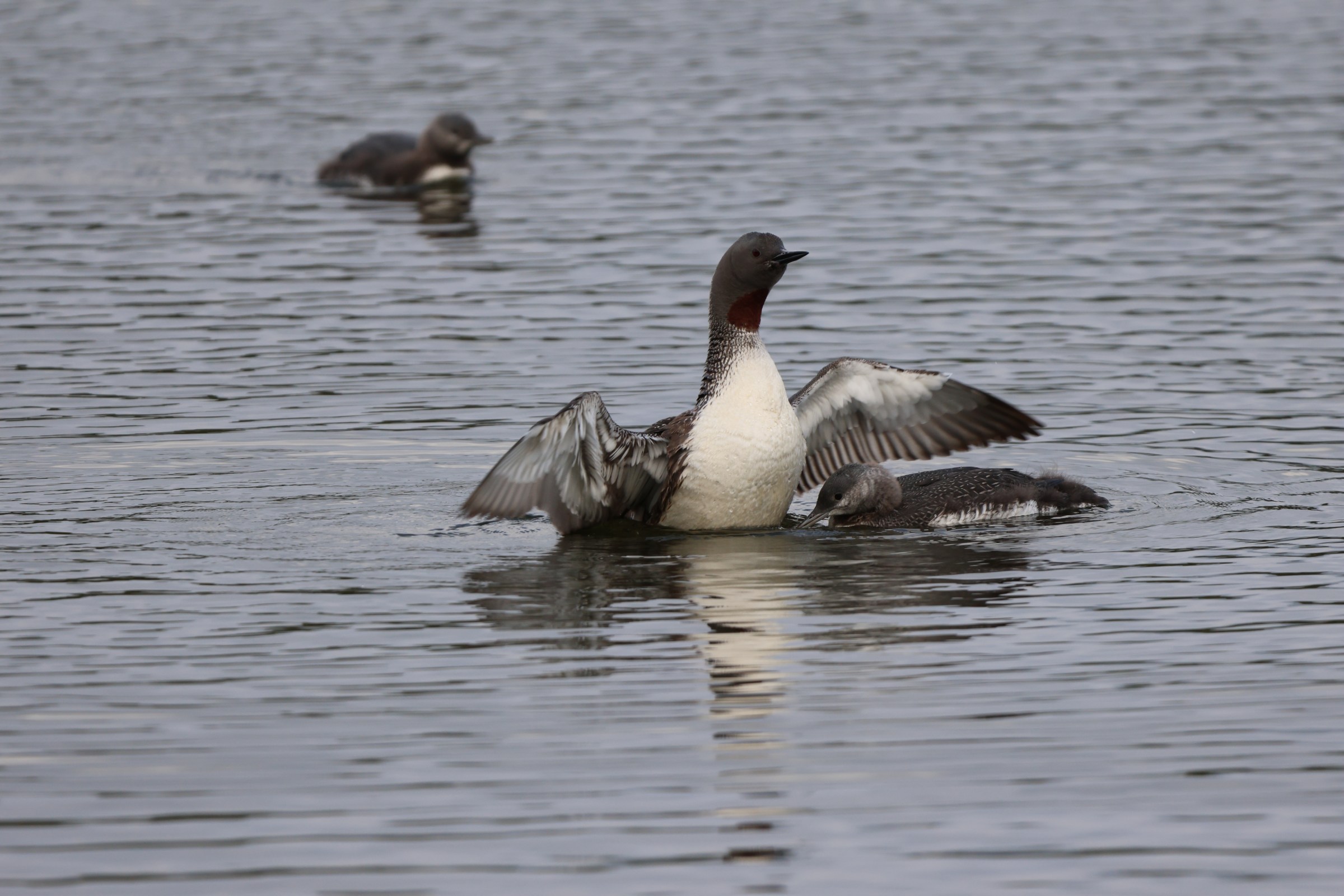 Red-throated Loon