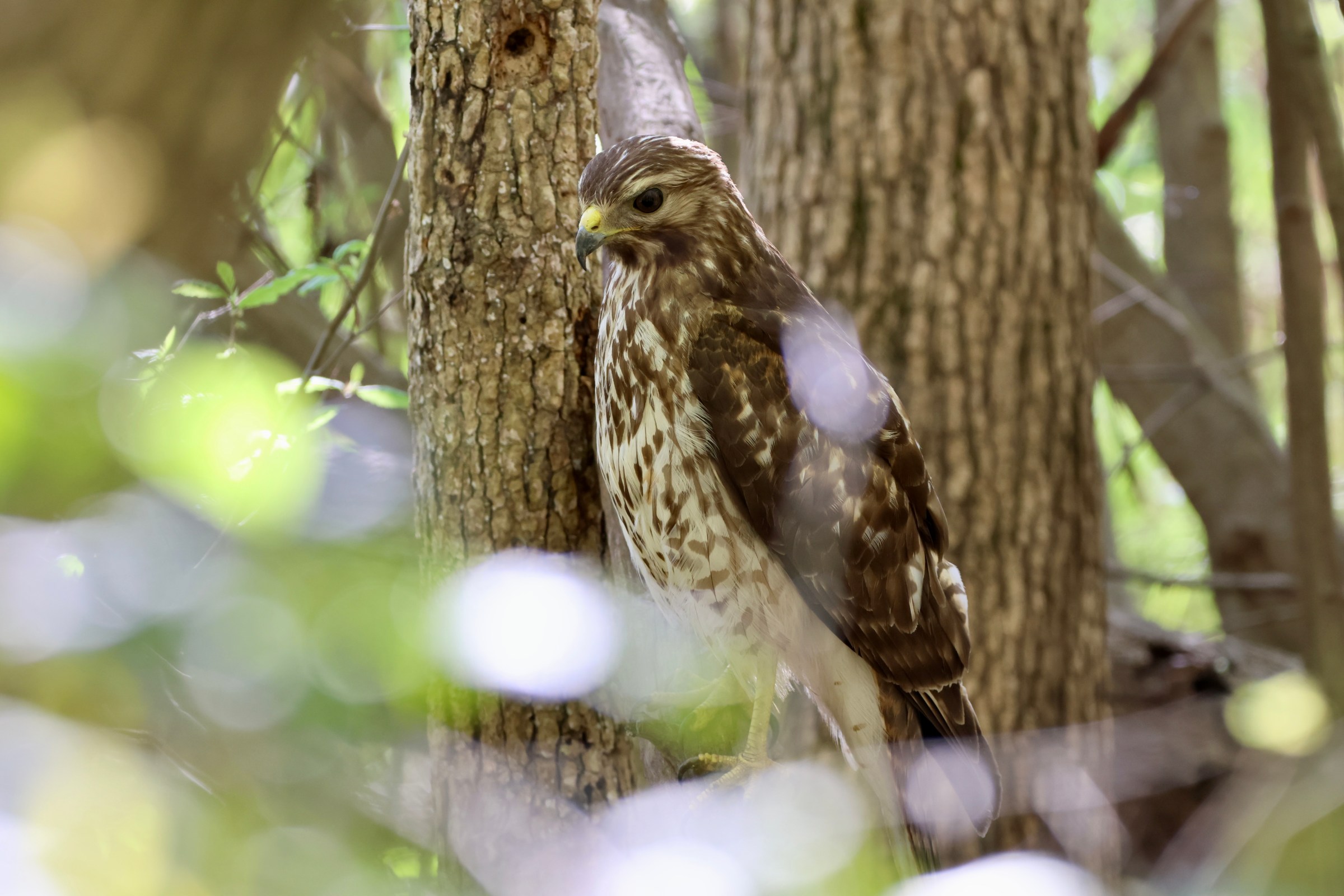 Red-shouldered Hawk