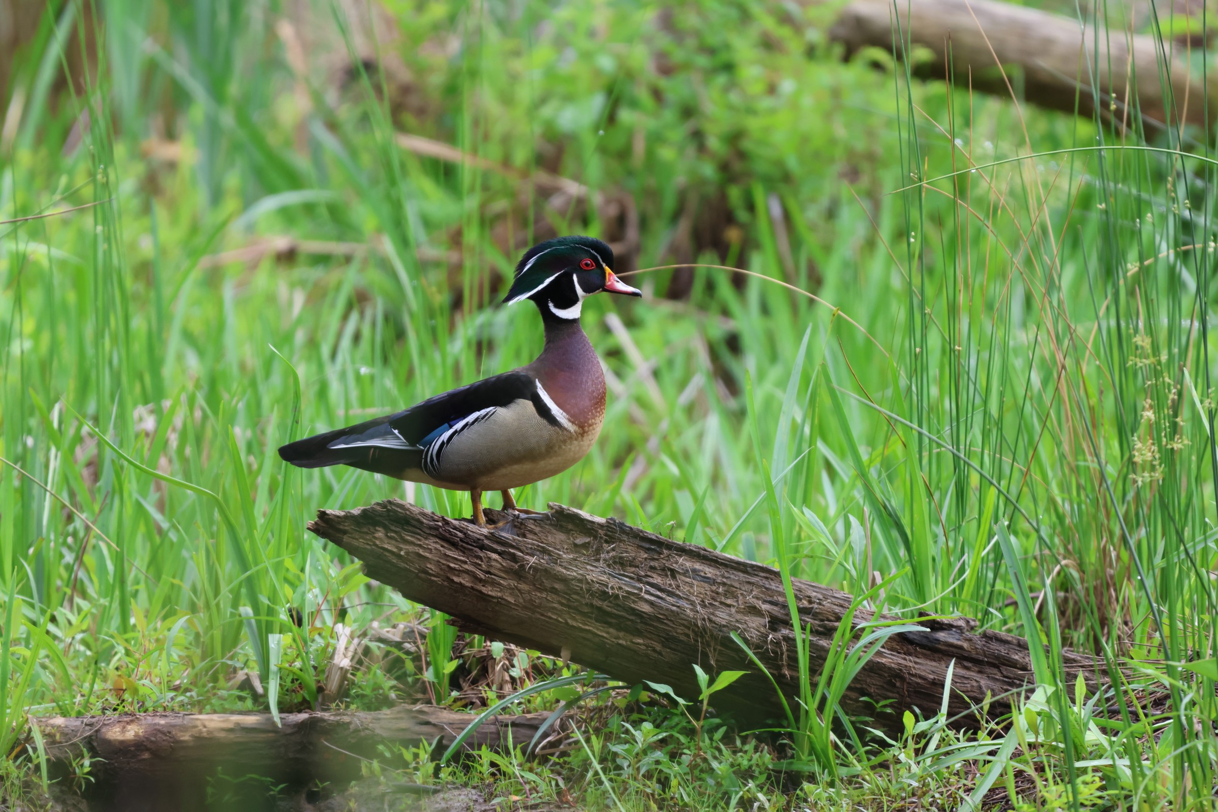 Wood Duck